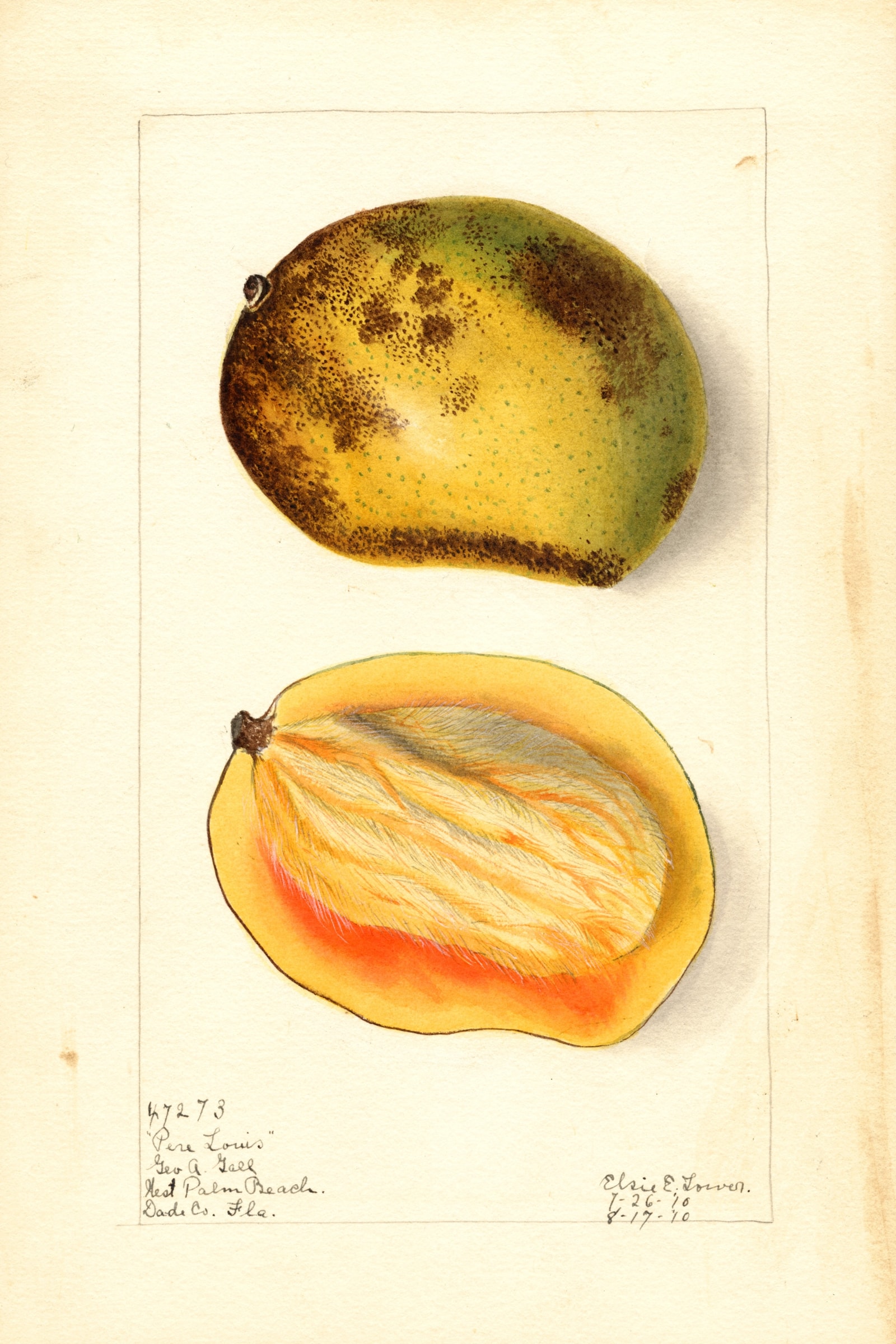 Pere Louis Mango
