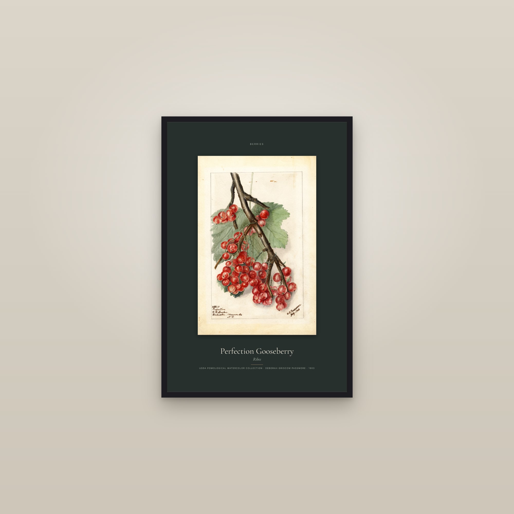 Perfection Gooseberry — Specimen — framed in a gallery setting