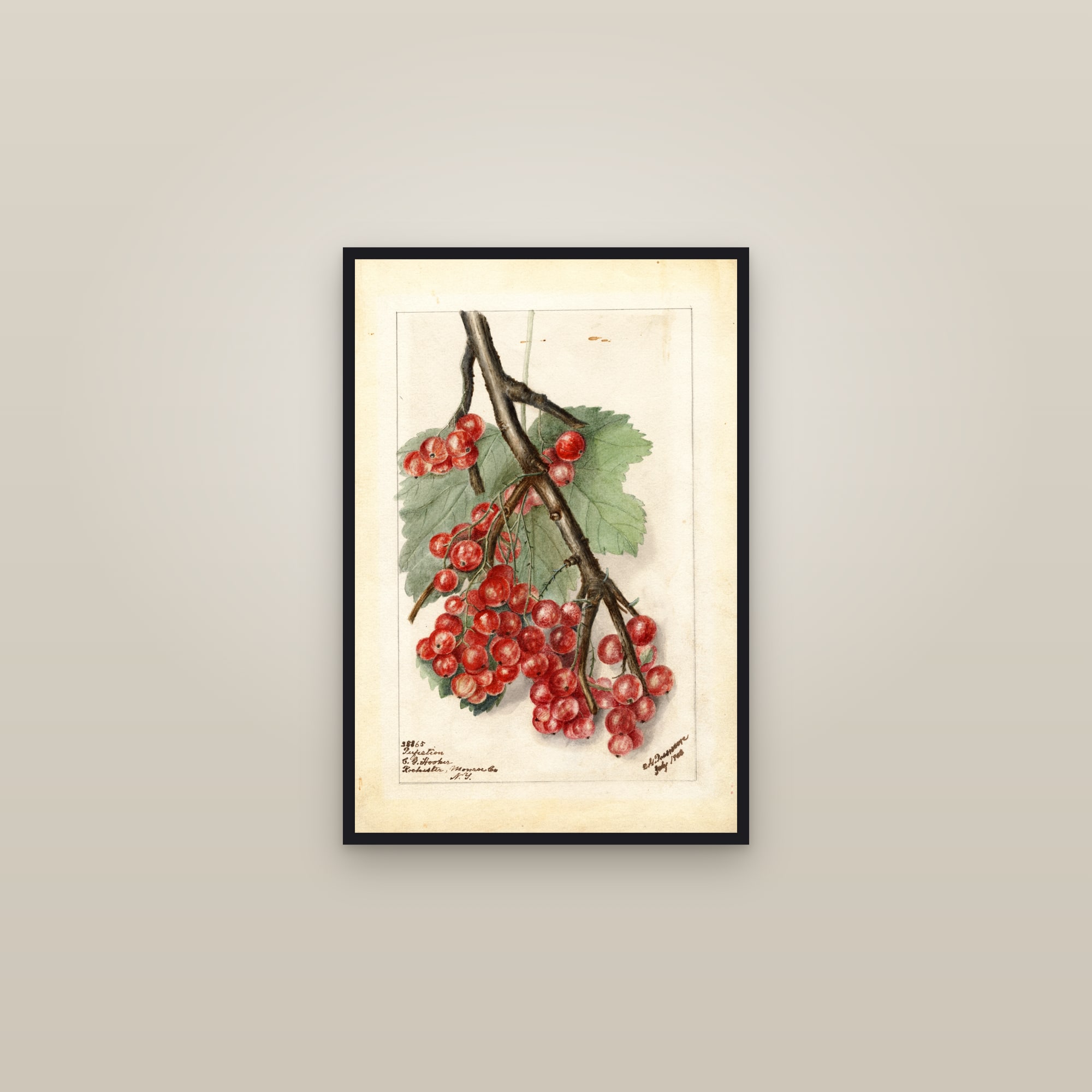 Perfection Gooseberry — framed in a gallery setting