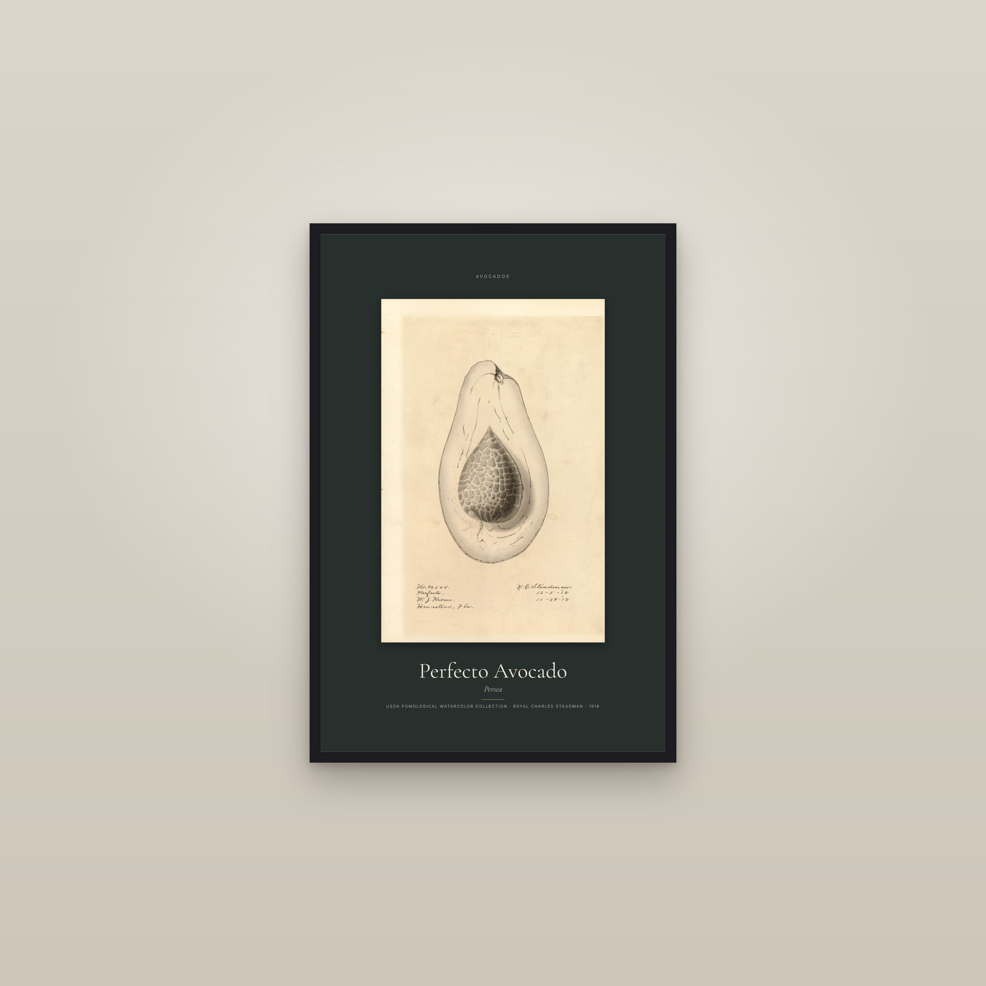 Perfecto Avocado — Specimen — framed in a gallery setting