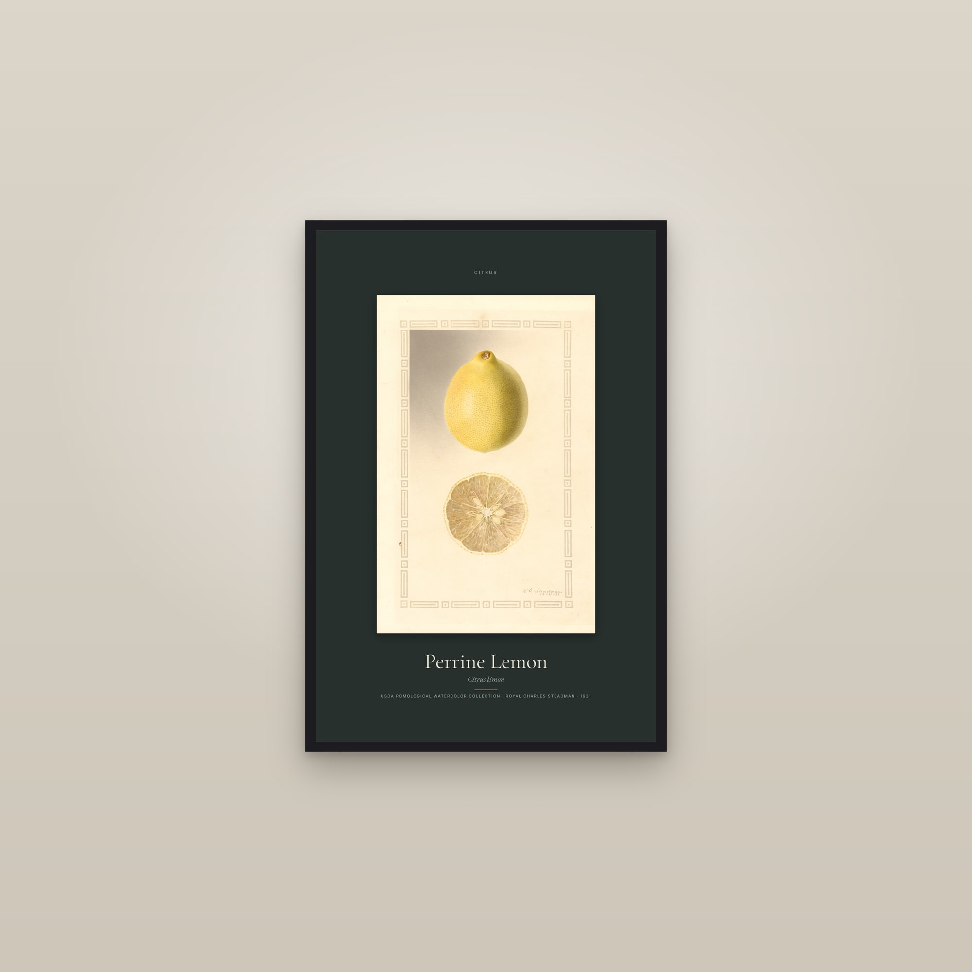 Perrine Lemon — Specimen — framed in a gallery setting