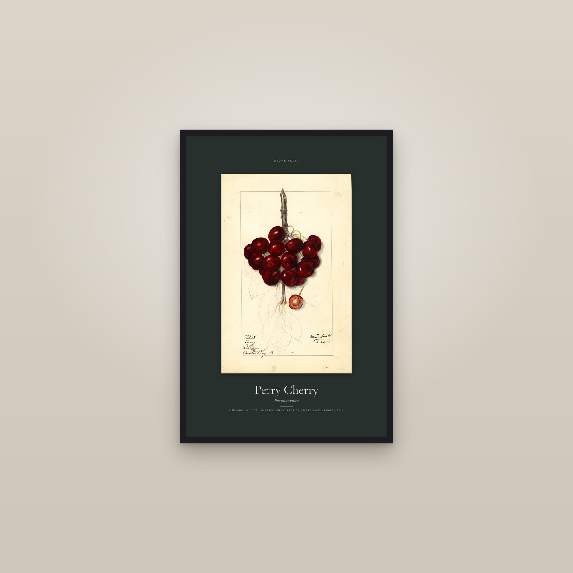 Perry Cherry — Specimen — framed in a gallery setting