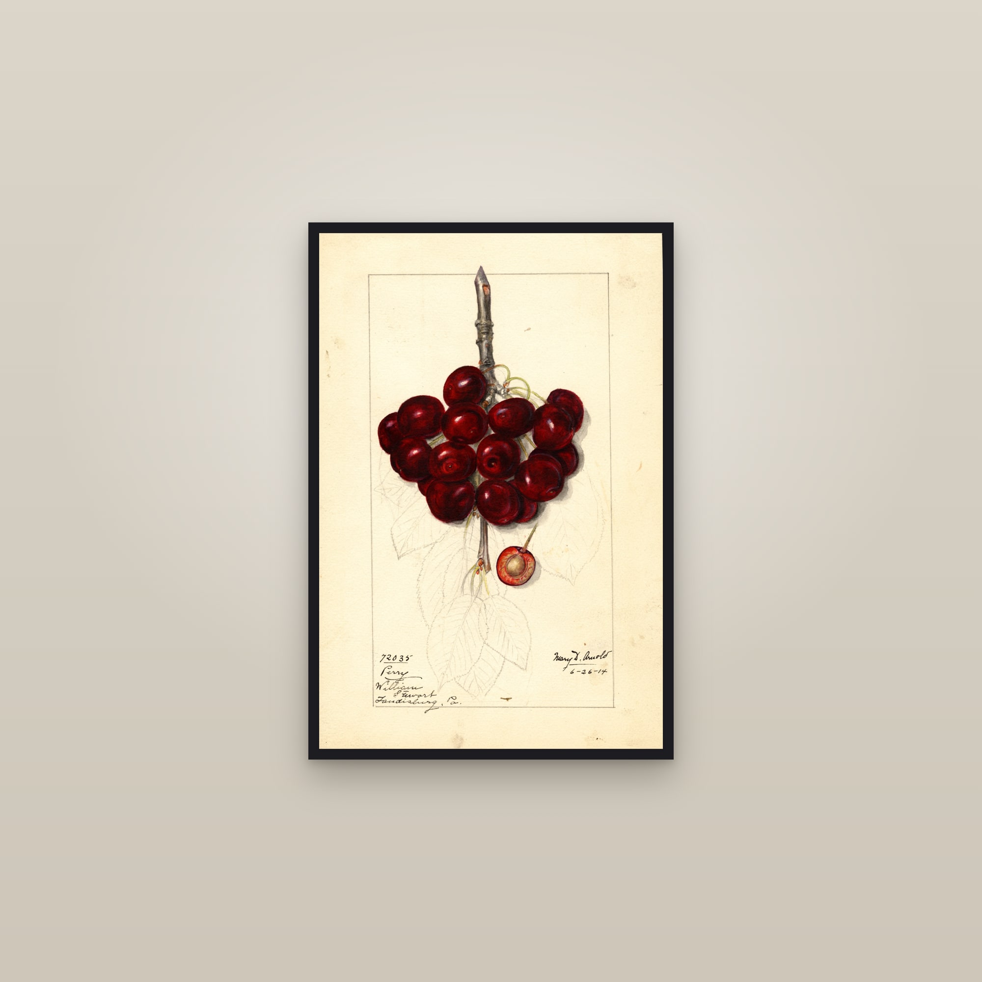 Perry Cherry — framed in a gallery setting
