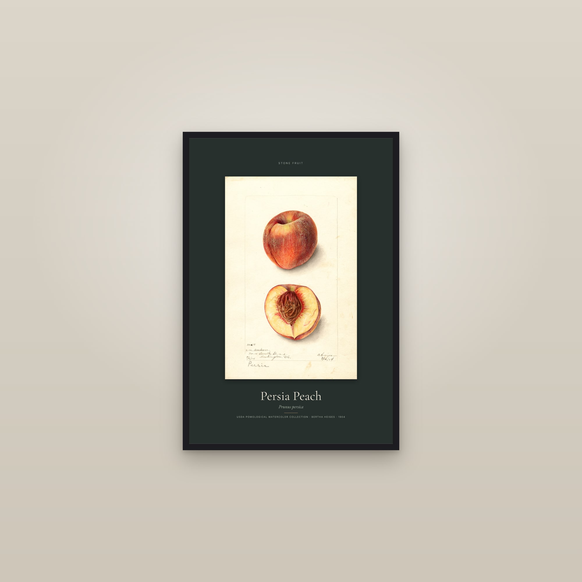 Persia Peach — Specimen — framed in a gallery setting