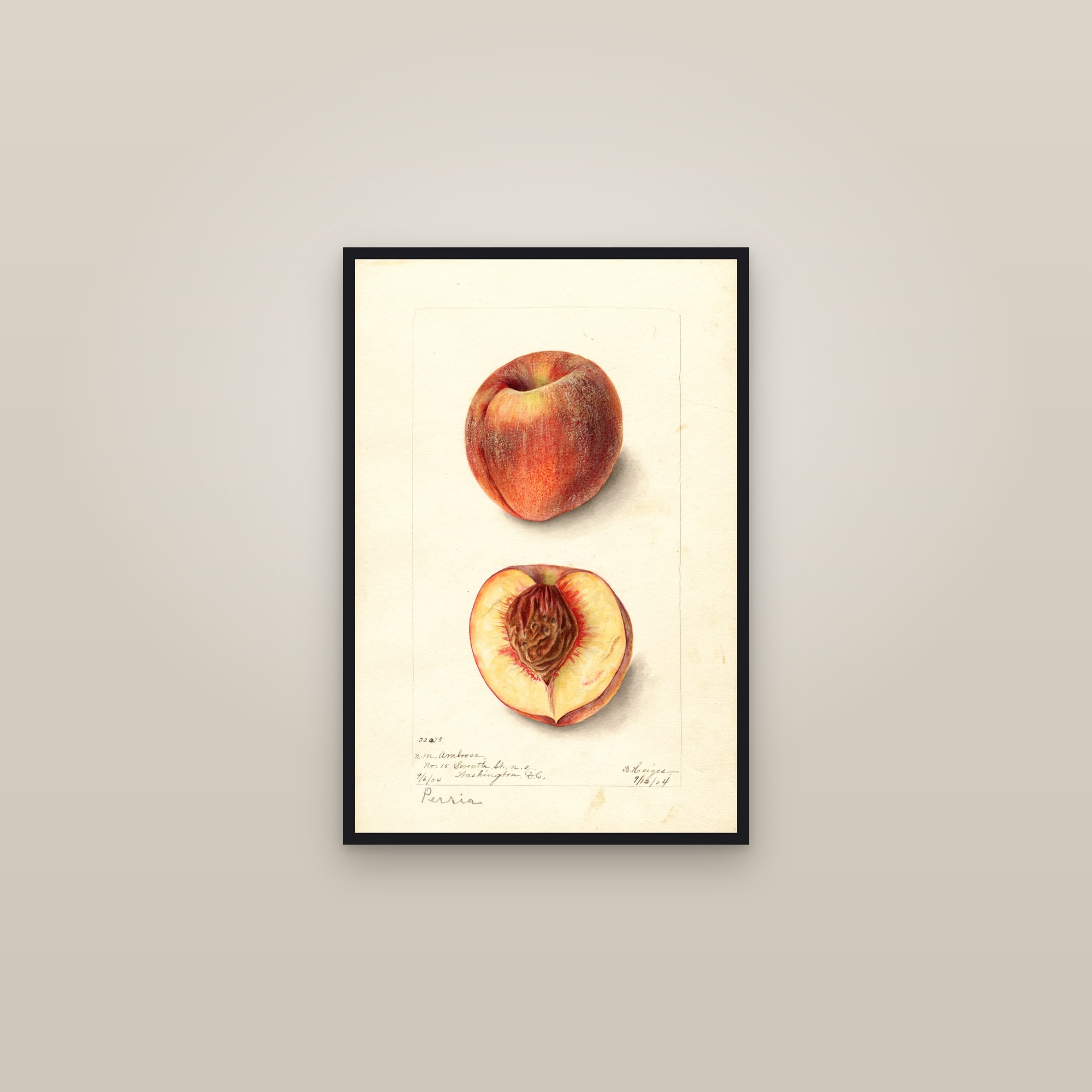 Persia Peach — framed in a gallery setting