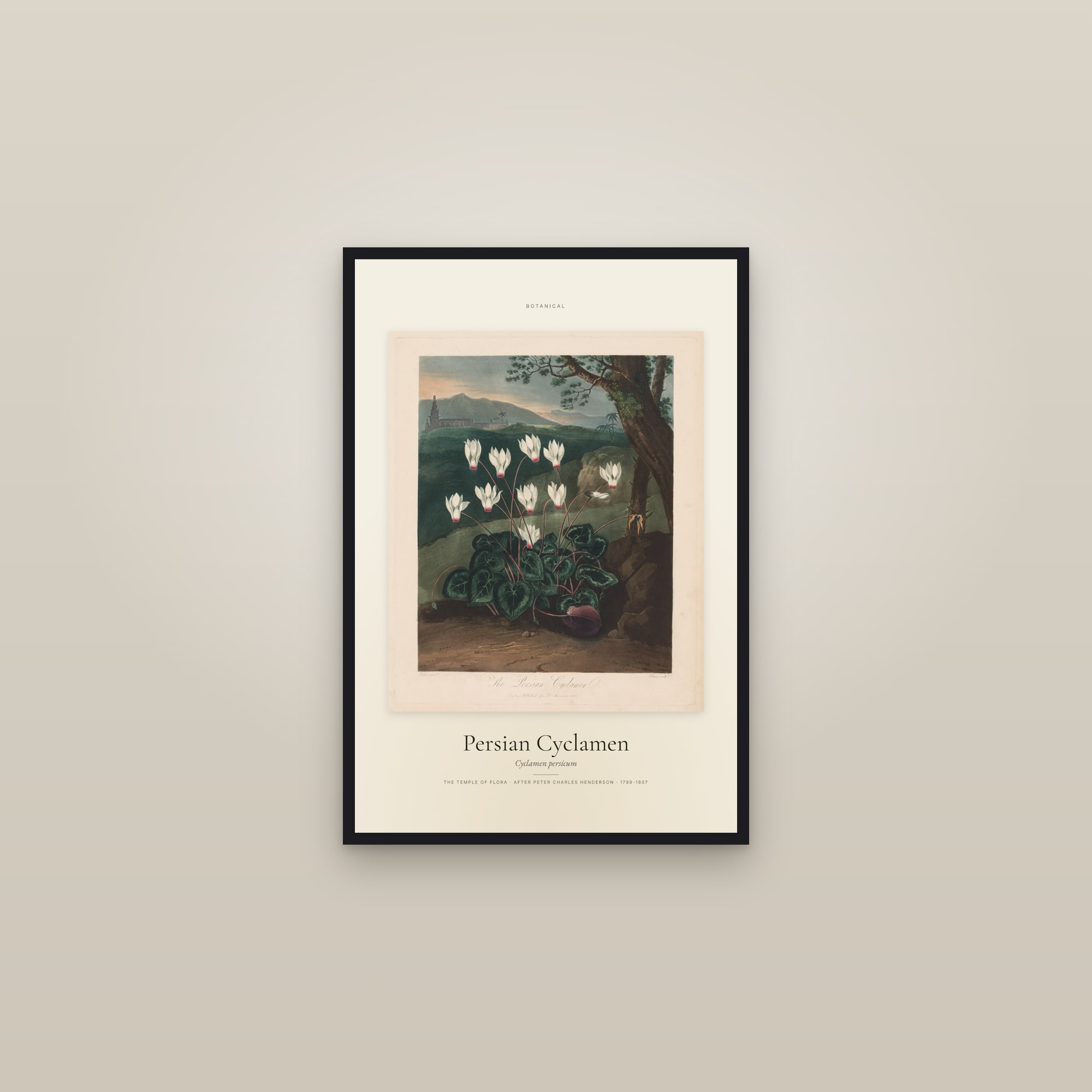 Persian Cyclamen — Specimen — framed in a gallery setting