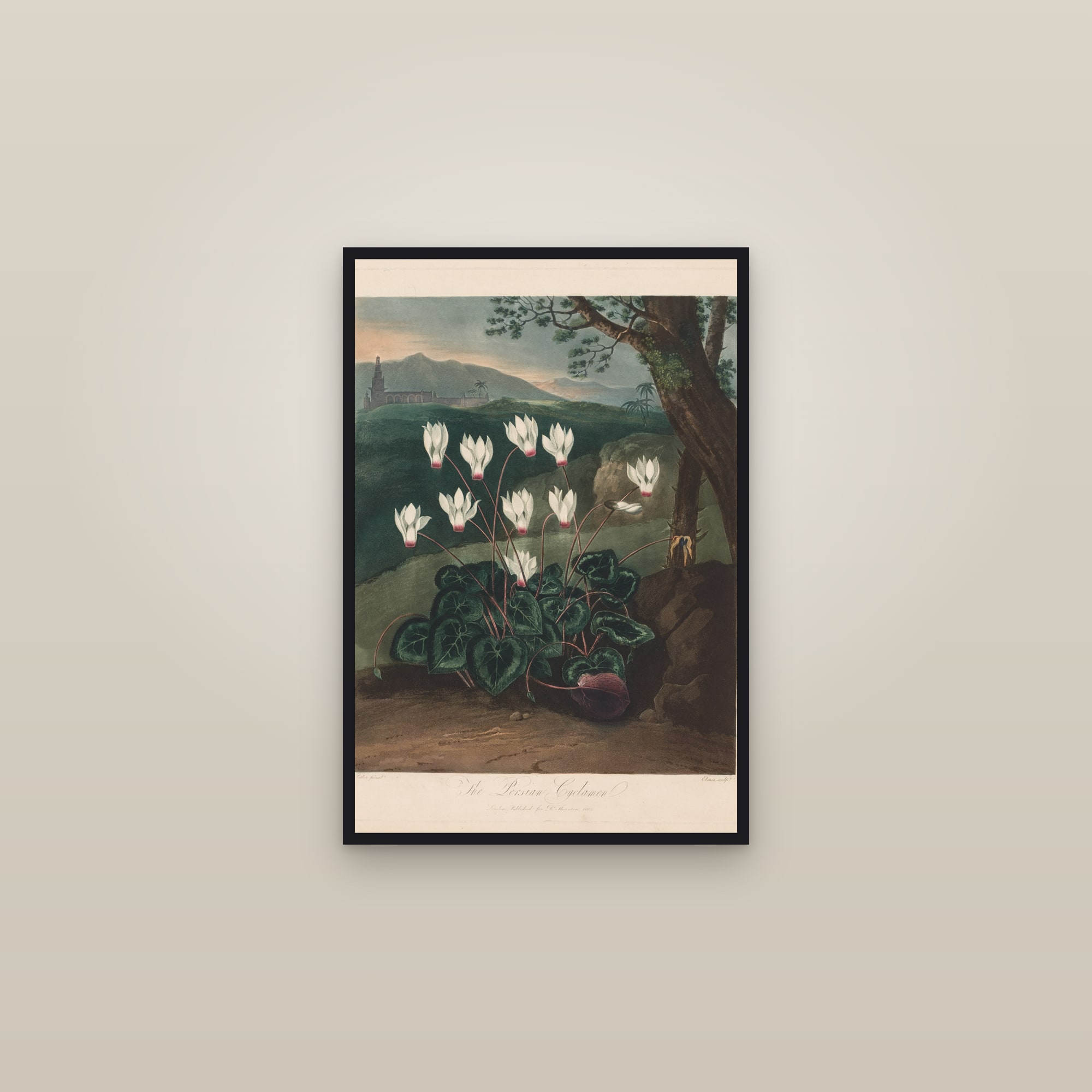 Persian Cyclamen
