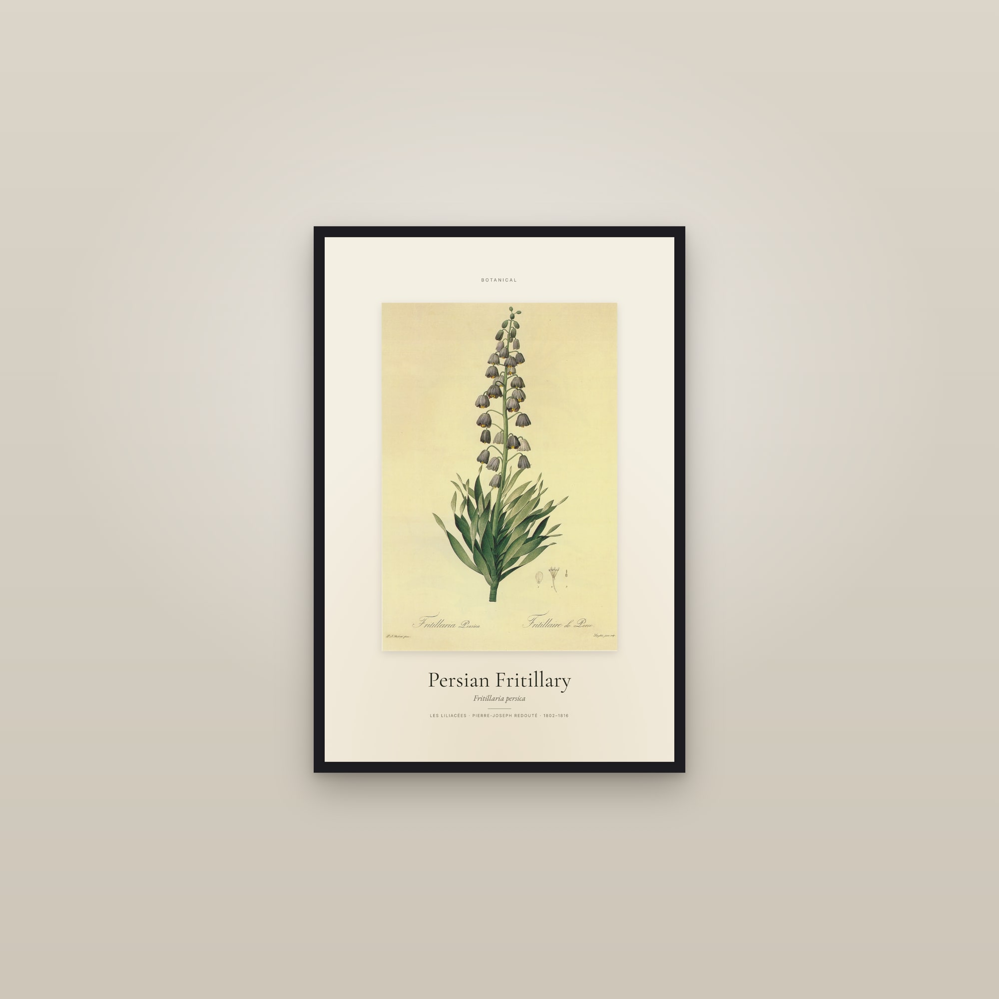 Persian Fritillary — Specimen — framed in a gallery setting
