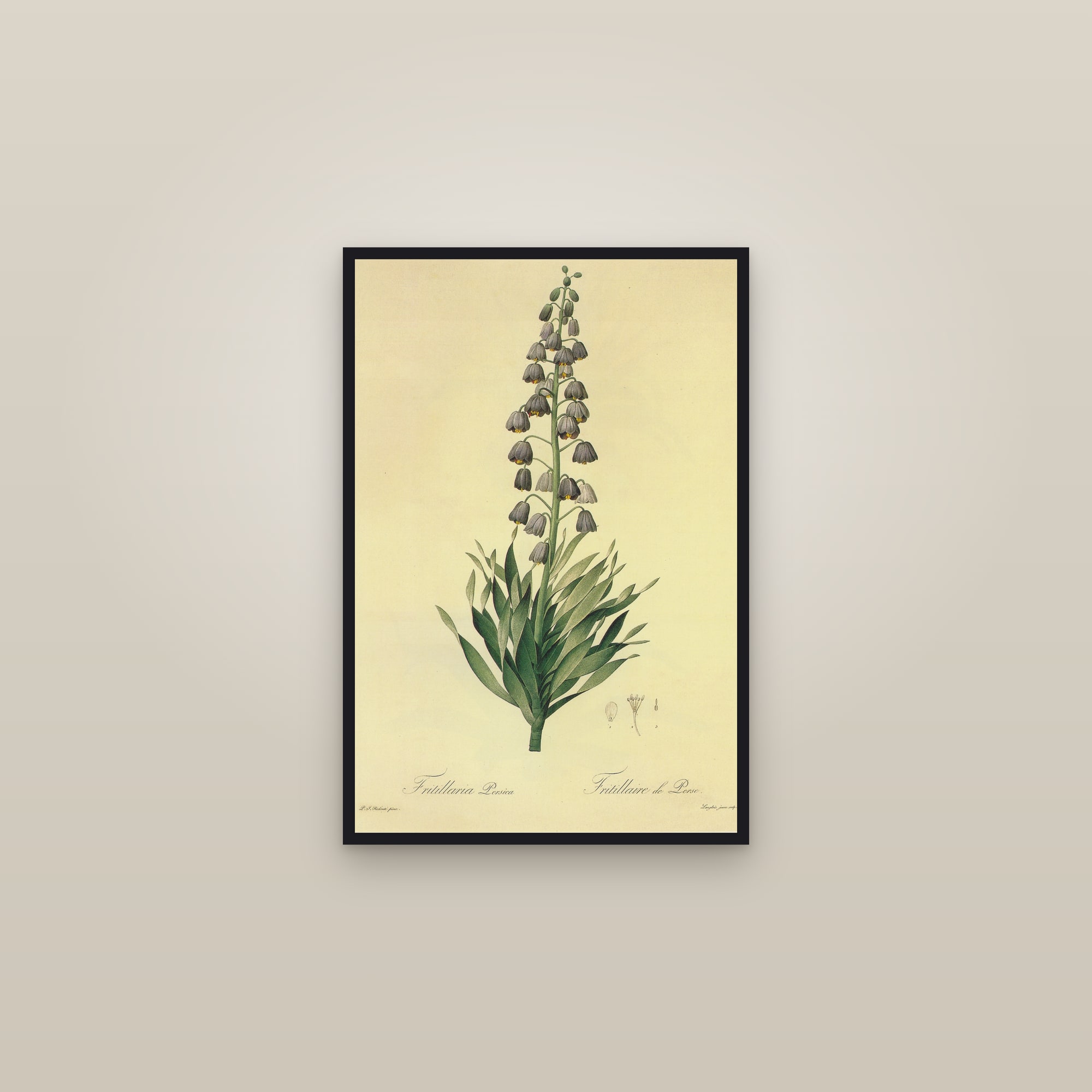 Persian Fritillary — framed in a gallery setting