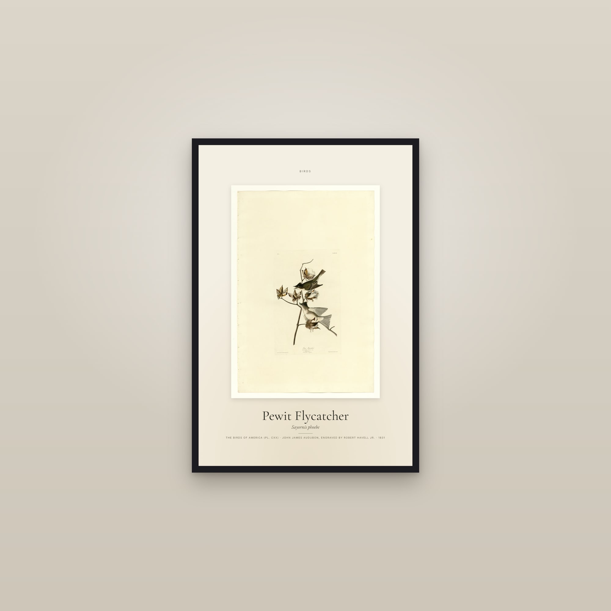 Pewit Flycatcher — Specimen — framed in a gallery setting
