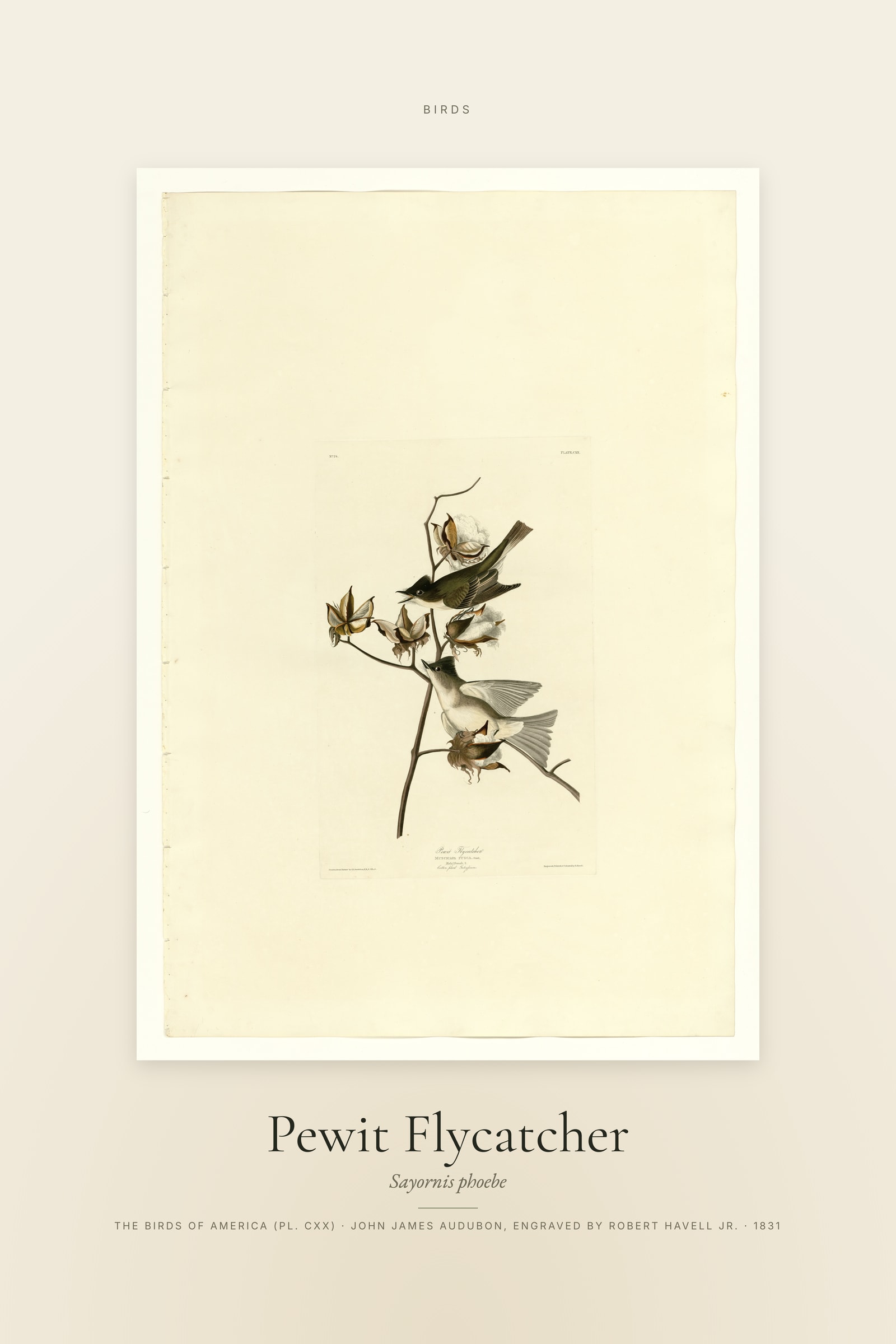 Pewit Flycatcher — Specimen