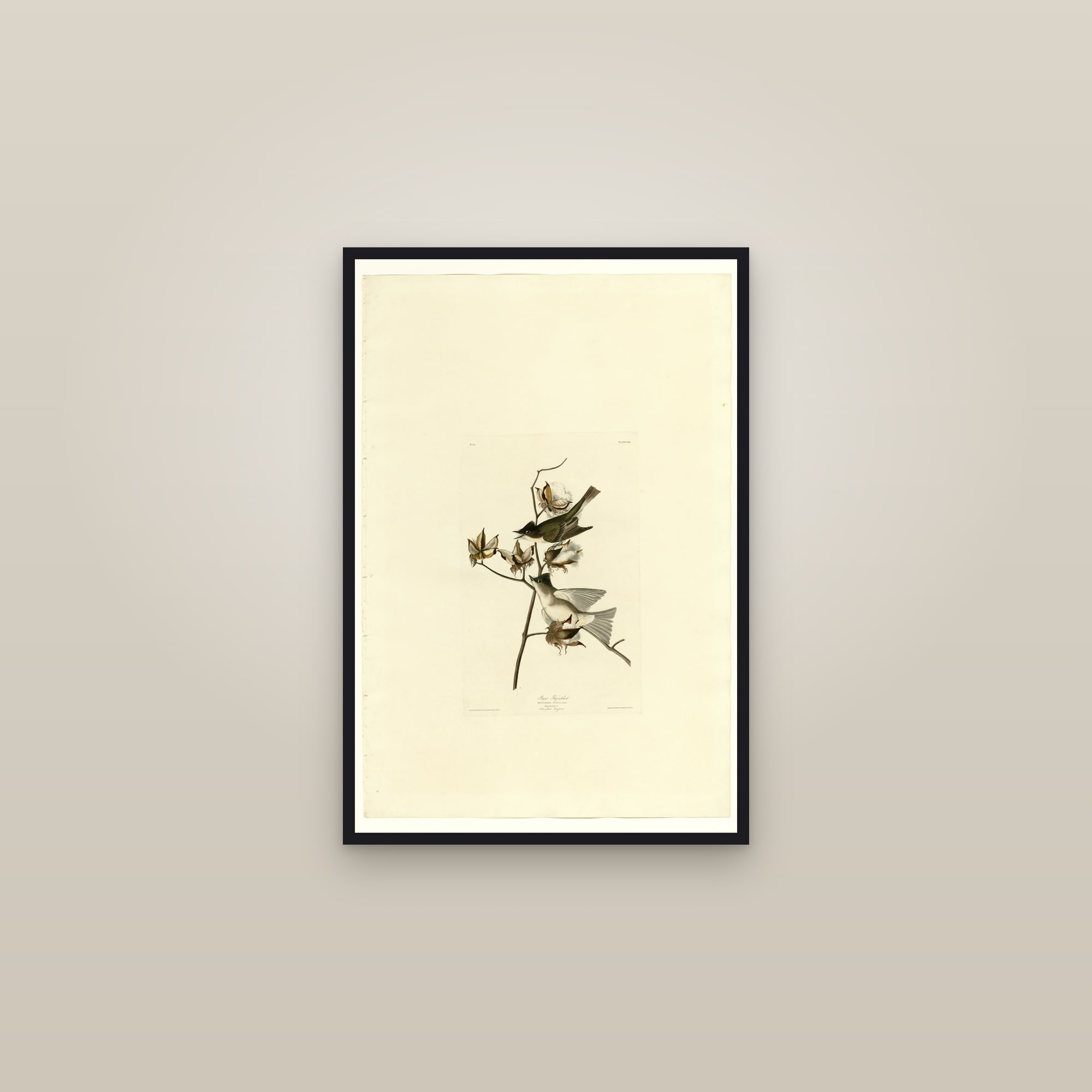 Pewit Flycatcher — framed in a gallery setting
