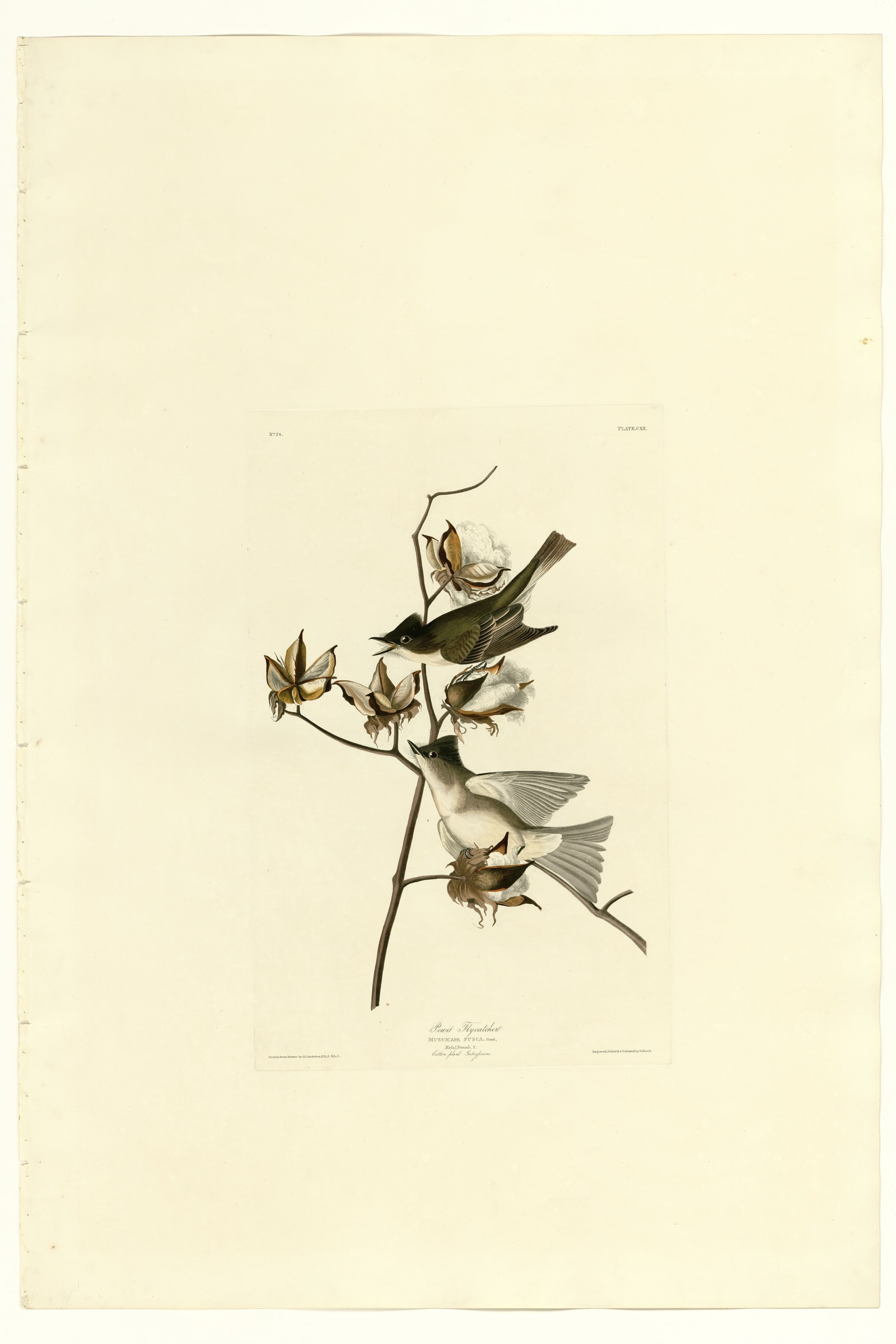 Pewit Flycatcher