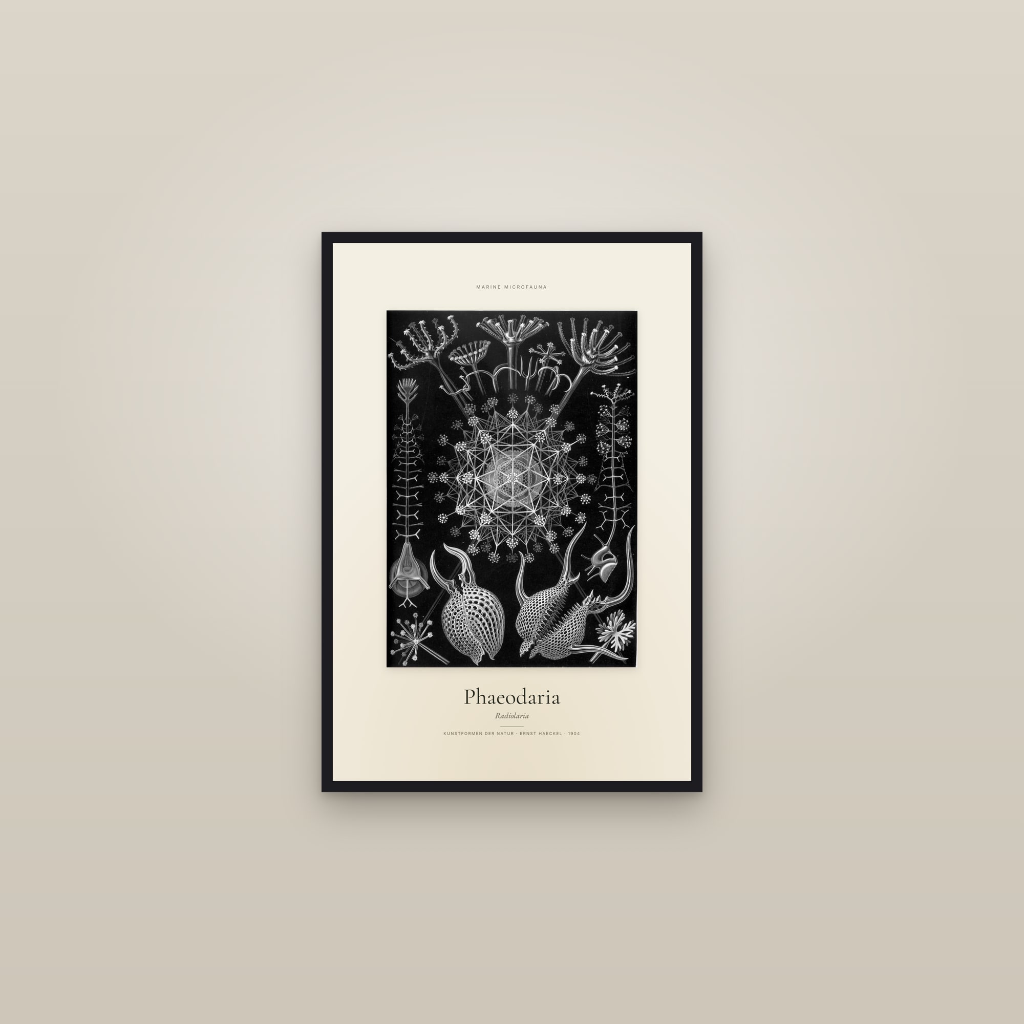 Phaeodaria — Specimen — framed in a gallery setting