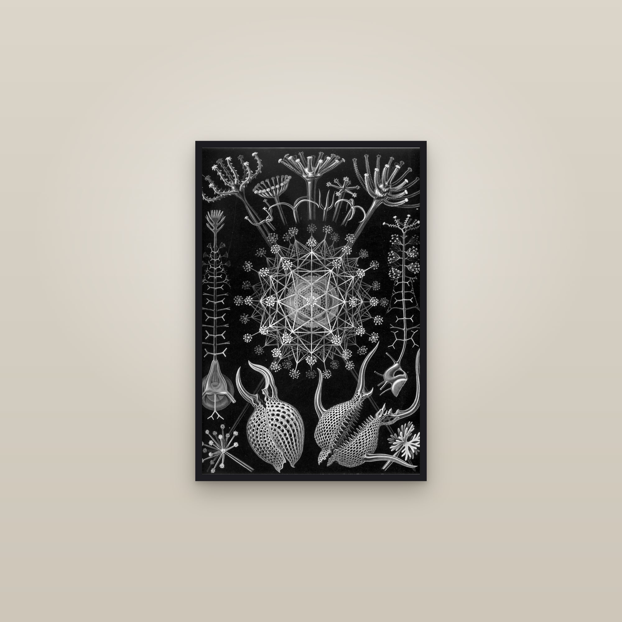 Phaeodaria — framed in a gallery setting