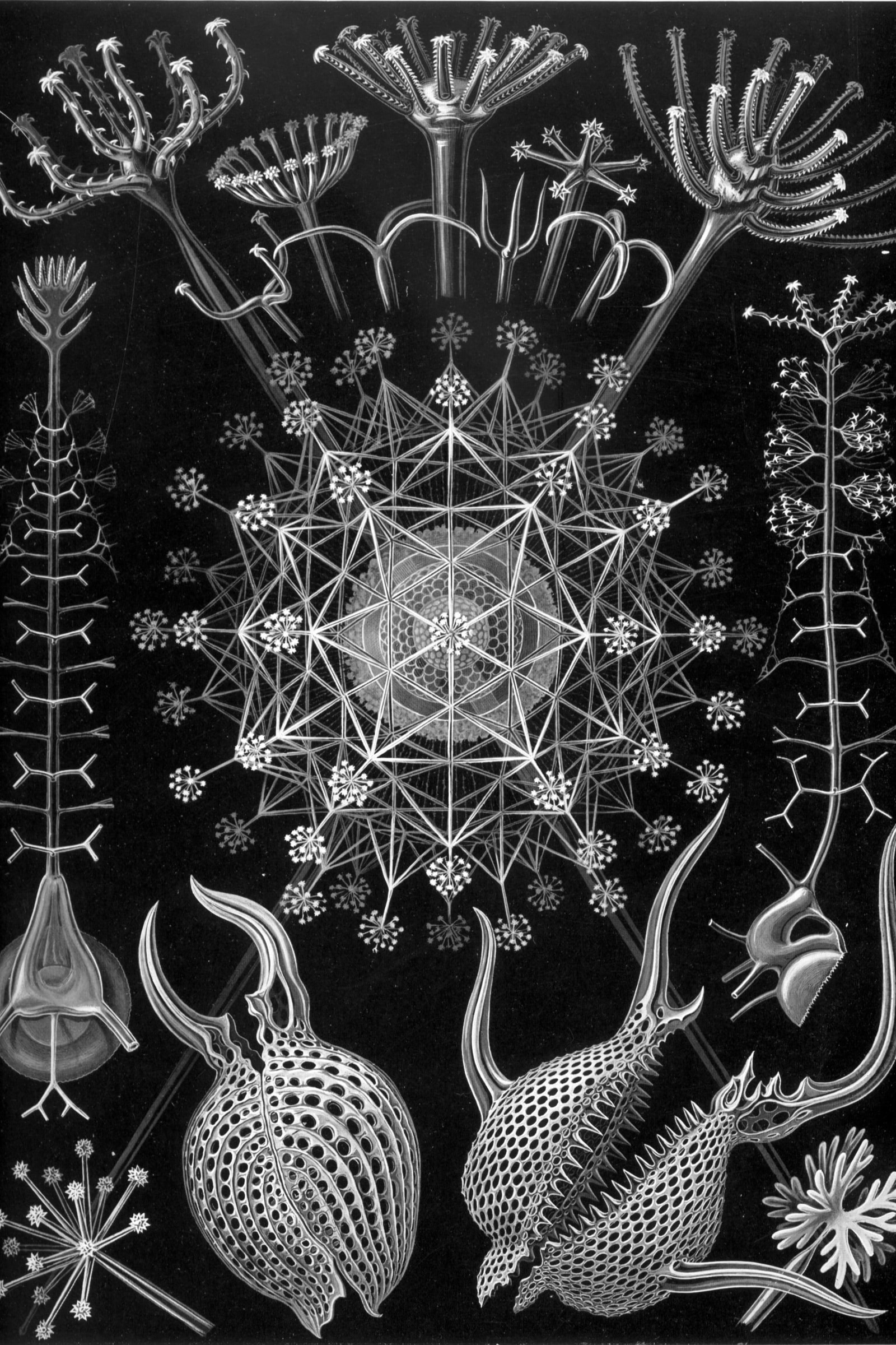 Phaeodaria