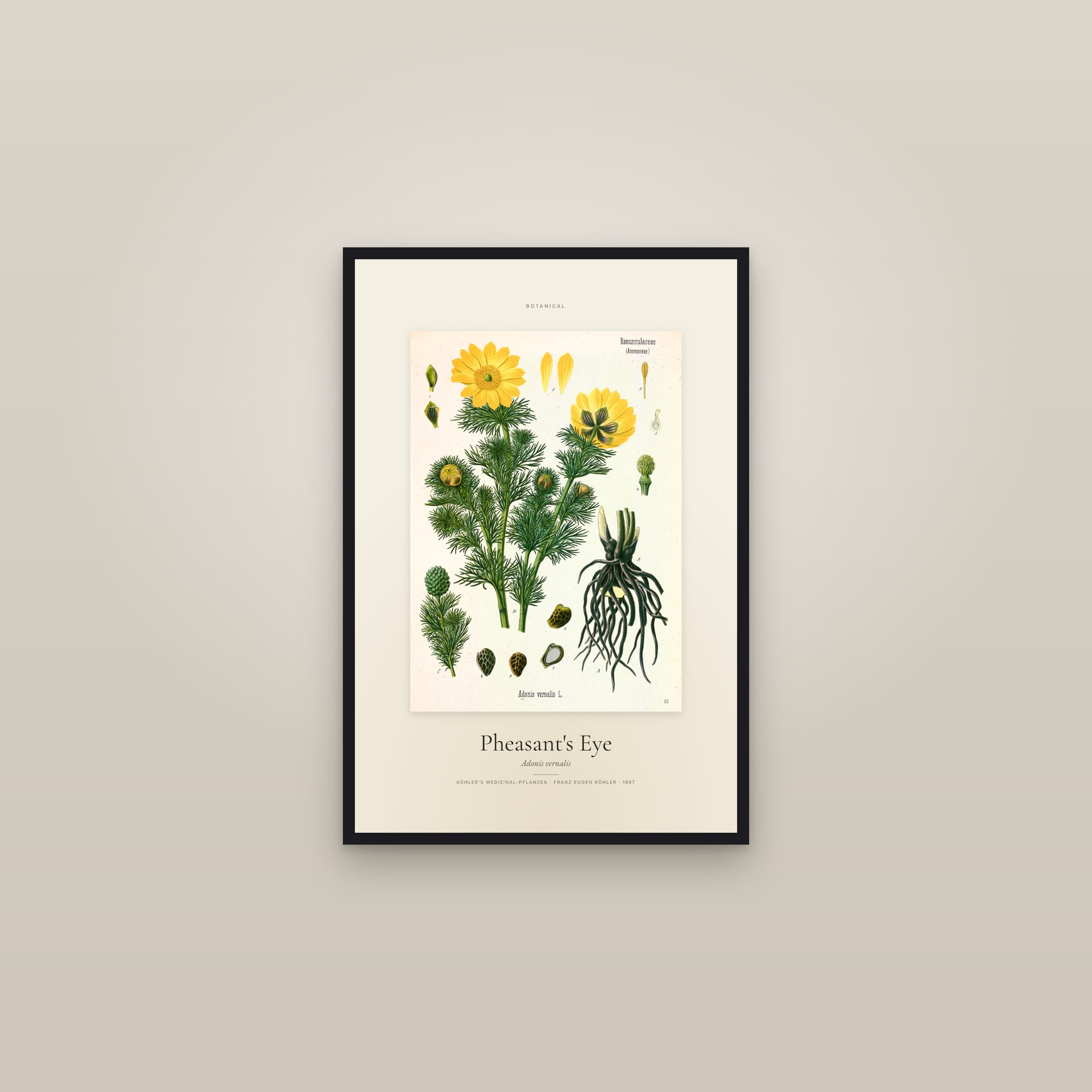 Pheasant's Eye — Specimen — framed in a gallery setting