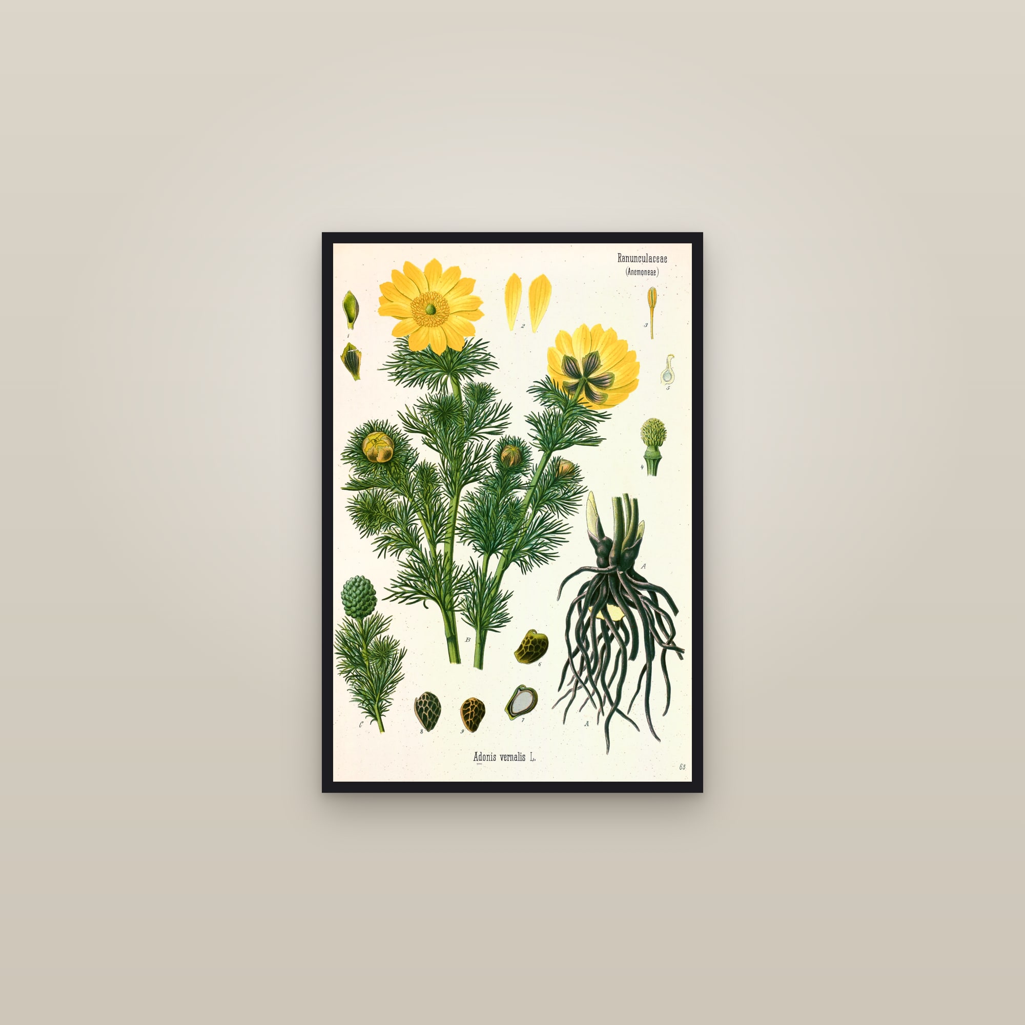 Pheasant's Eye — framed in a gallery setting