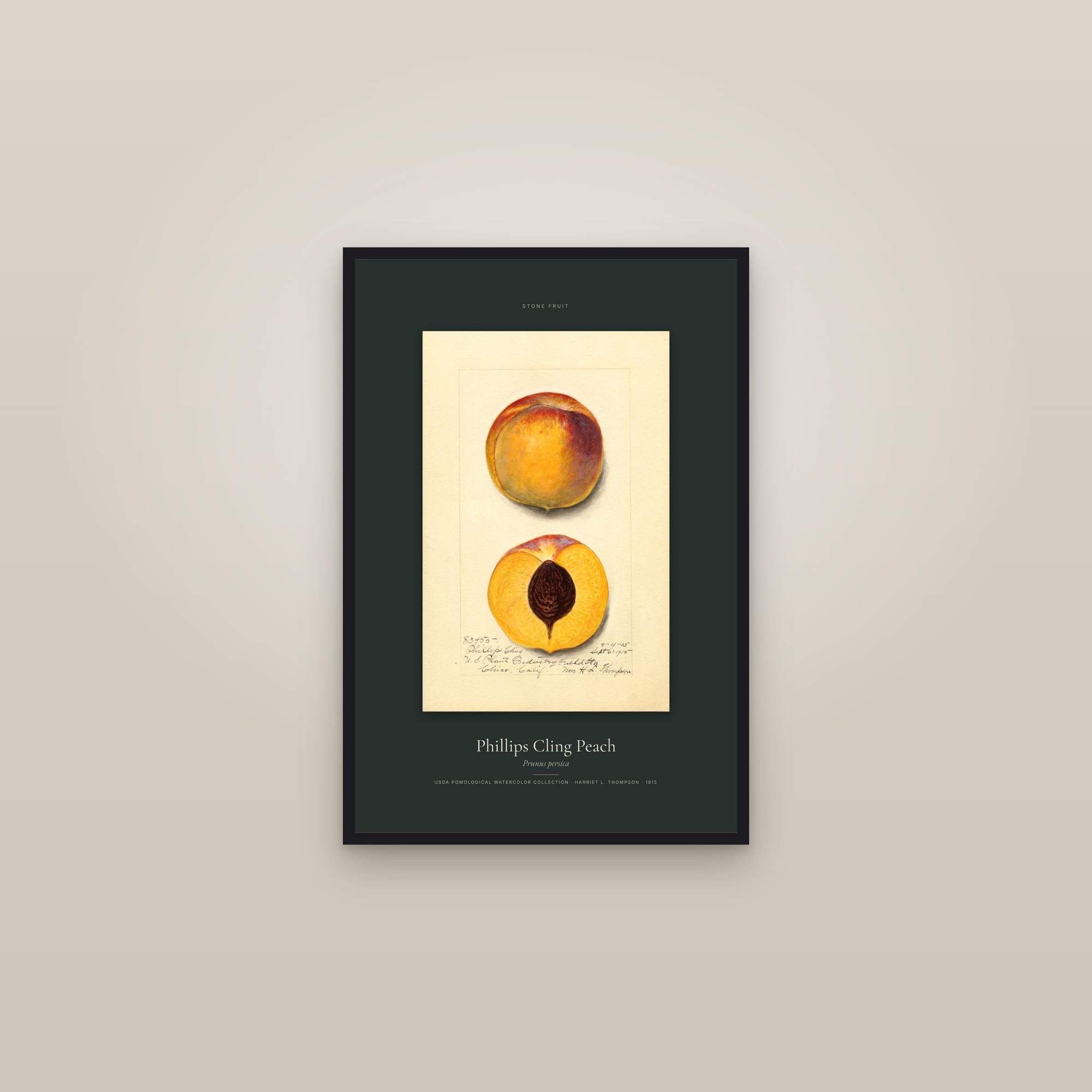 Phillips Cling Peach — Specimen — framed in a gallery setting