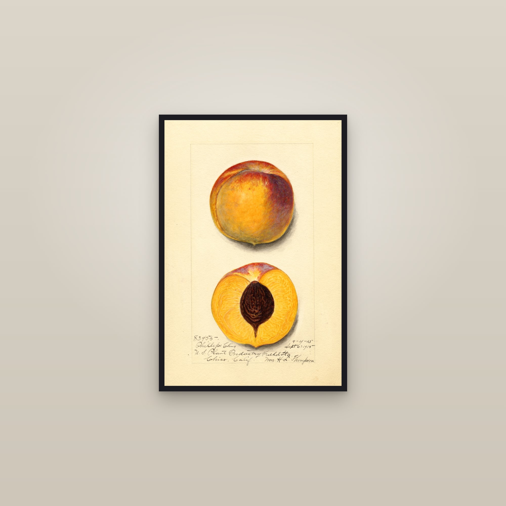 Phillips Cling Peach — framed in a gallery setting