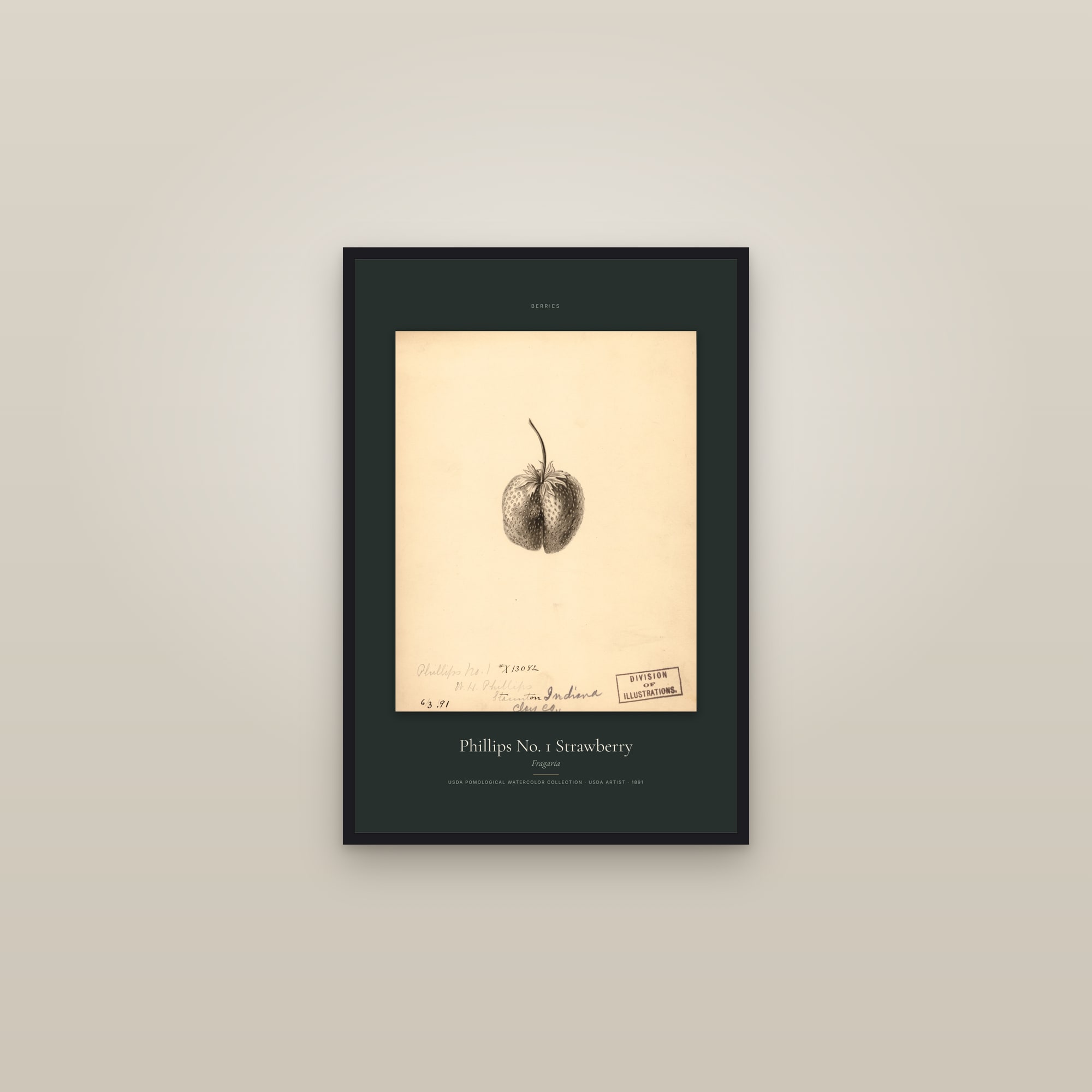 Phillips No. 1 Strawberry — Specimen — framed in a gallery setting