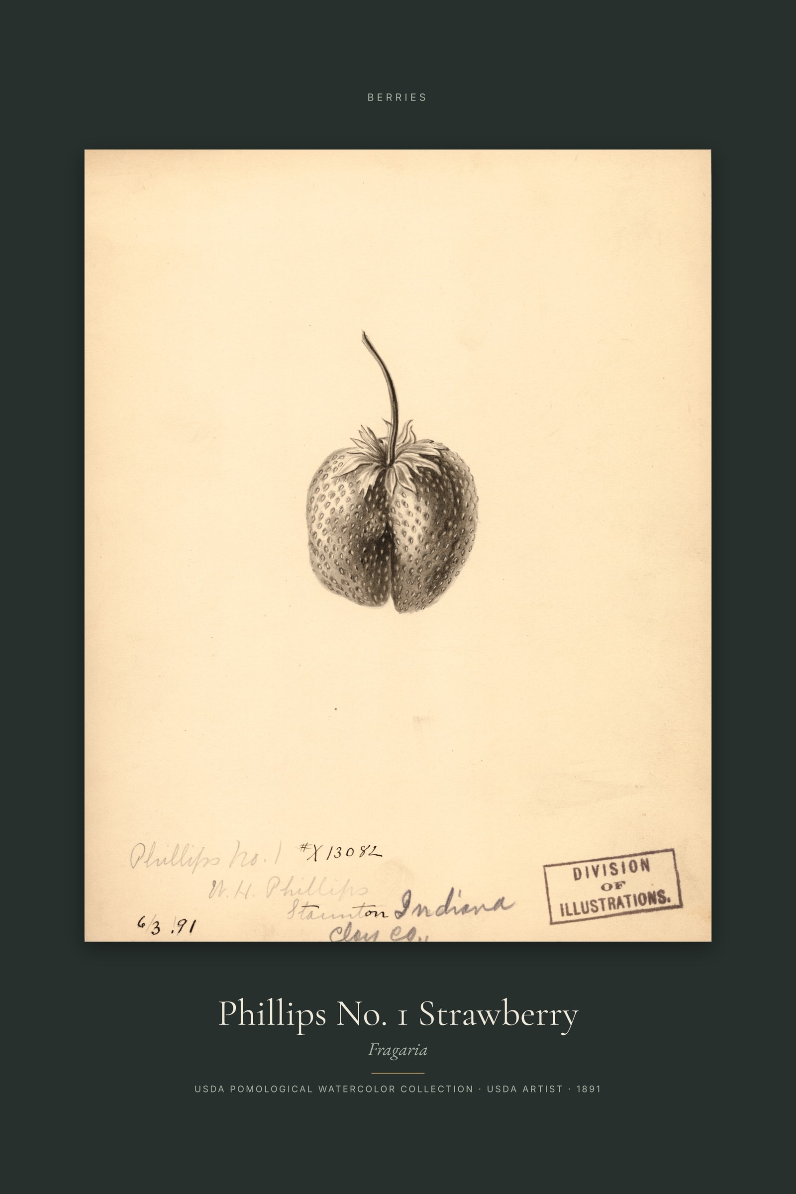 Phillips No. 1 Strawberry — Specimen