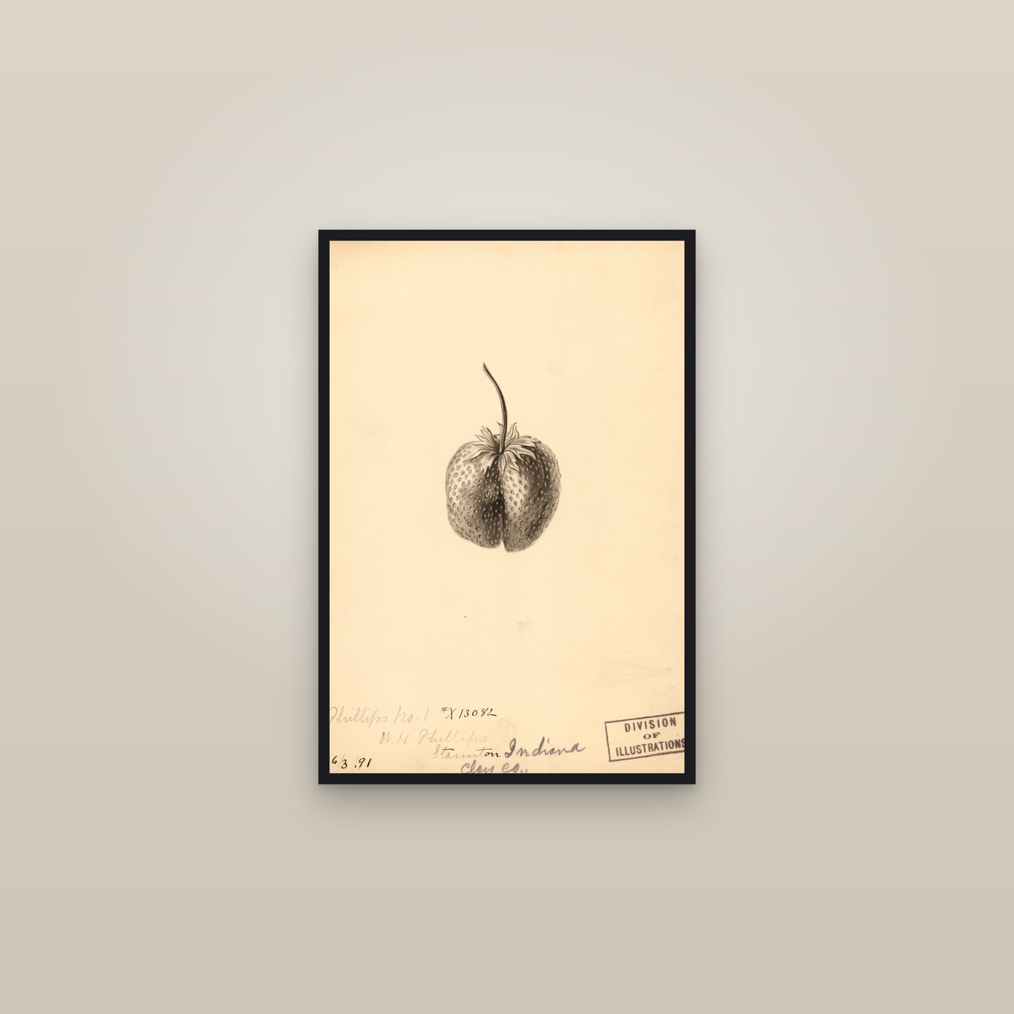 Phillips No. 1 Strawberry — framed in a gallery setting