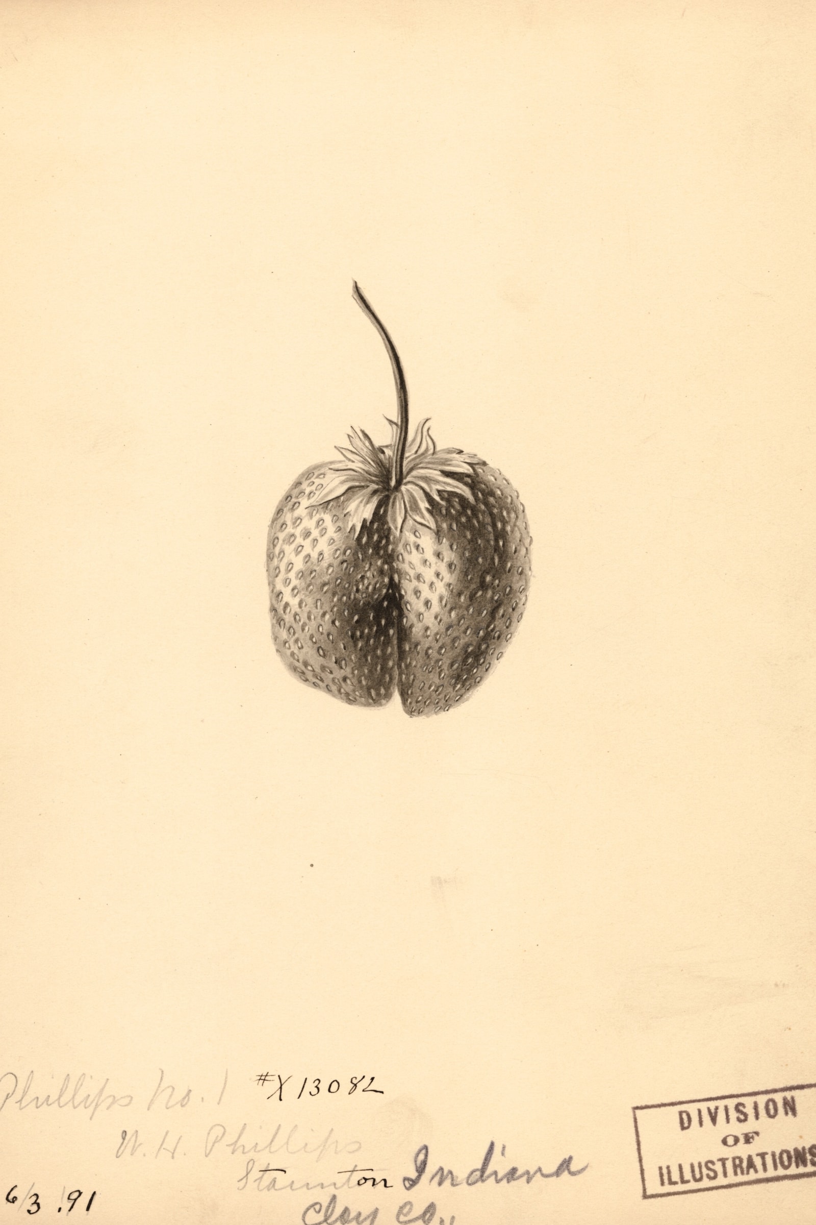 Phillips No. 1 Strawberry