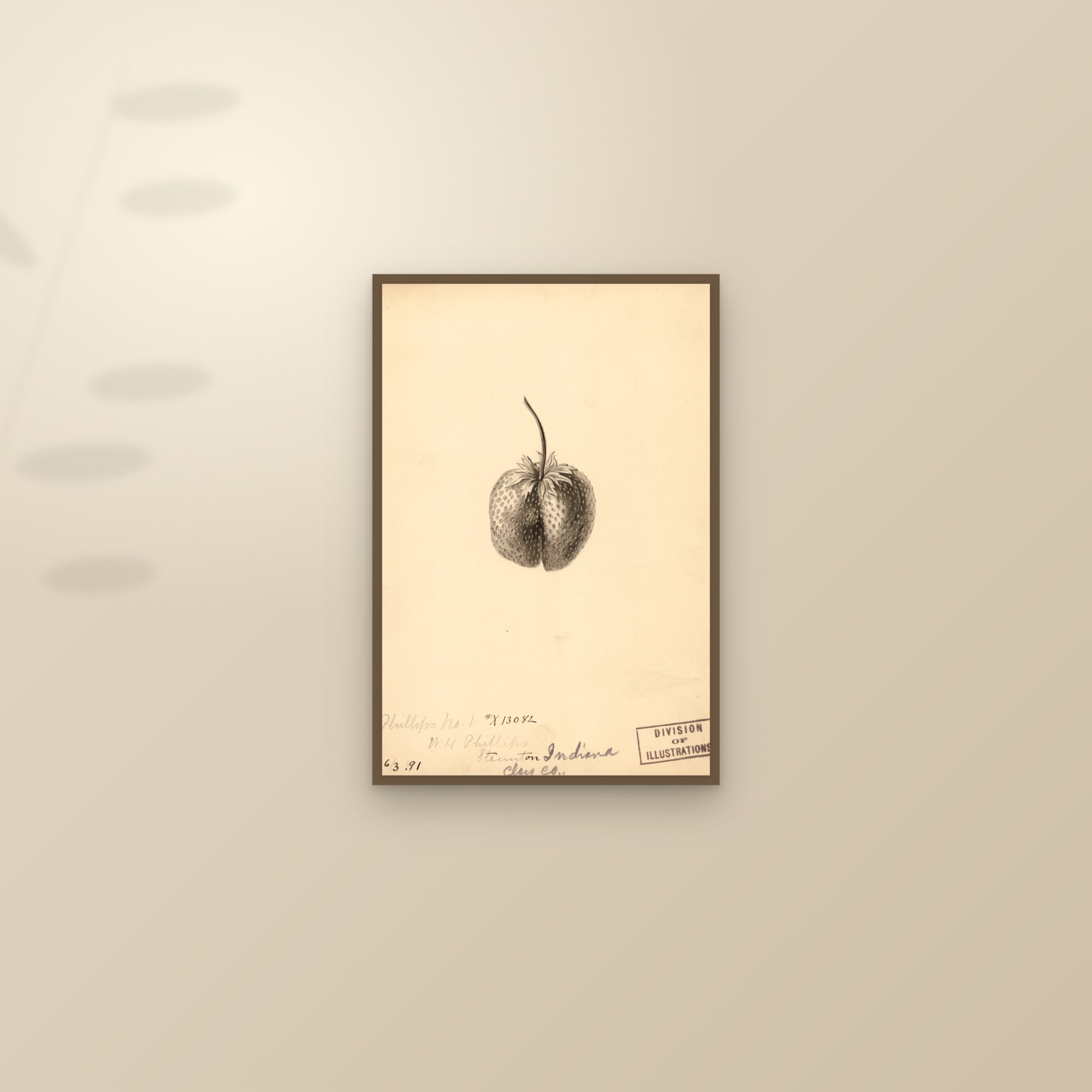 Phillips No. 1 Strawberry — framed and styled on a sunlit wall