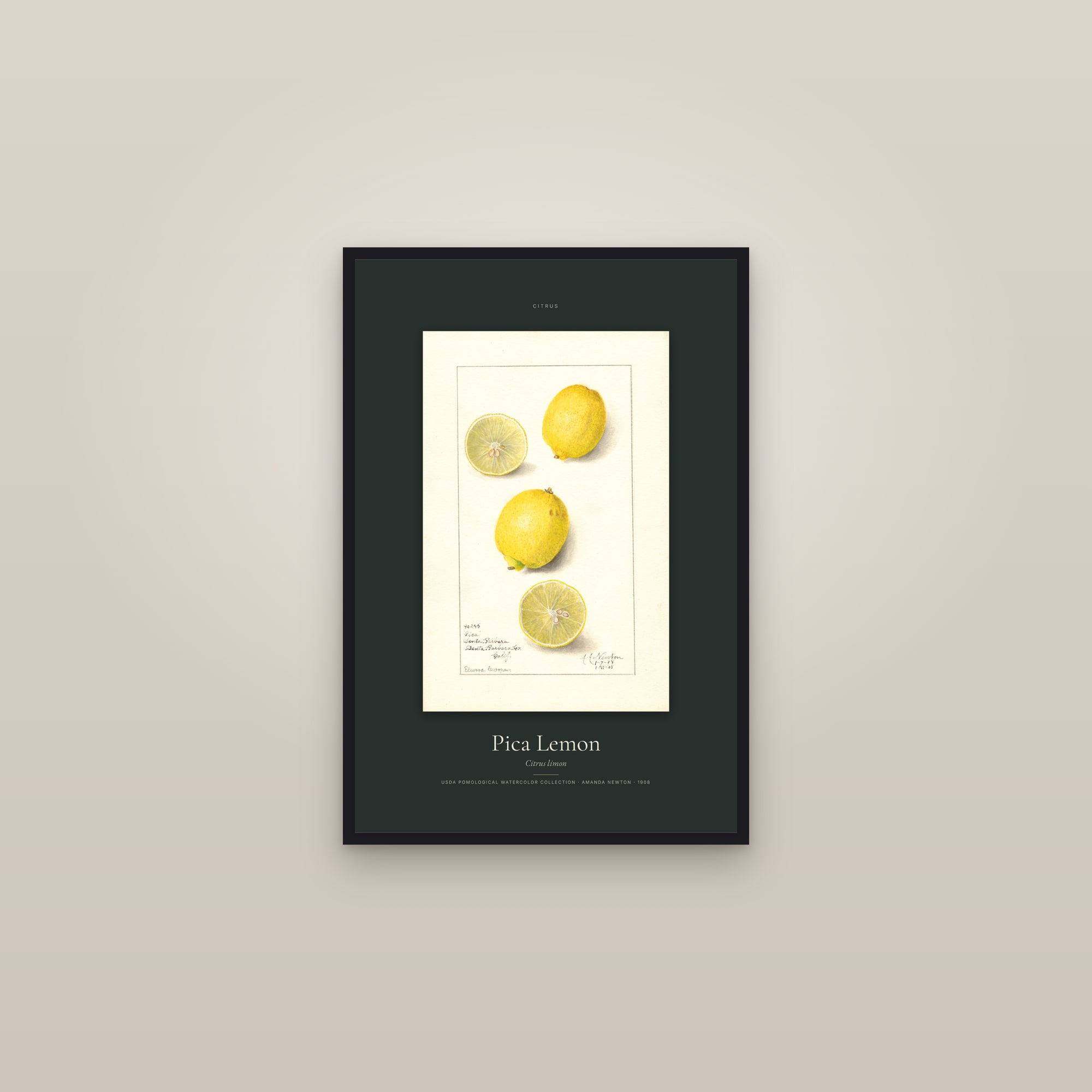 Pica Lemon — Specimen — framed in a gallery setting