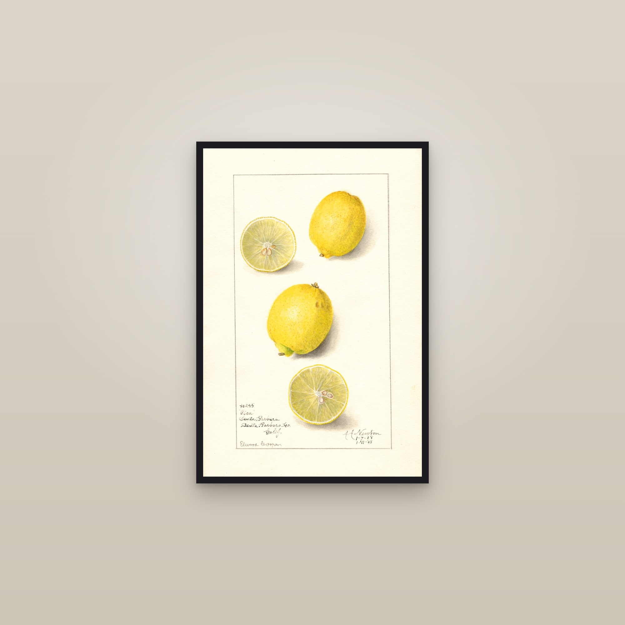 Pica Lemon — framed in a gallery setting