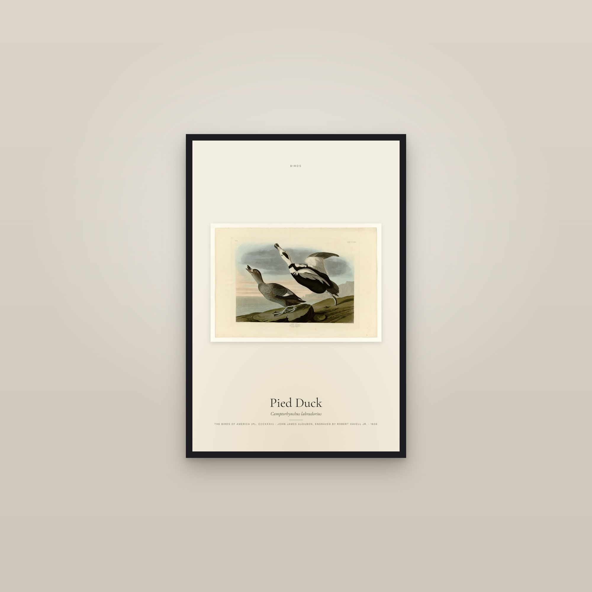 Pied Duck — framed in a gallery setting