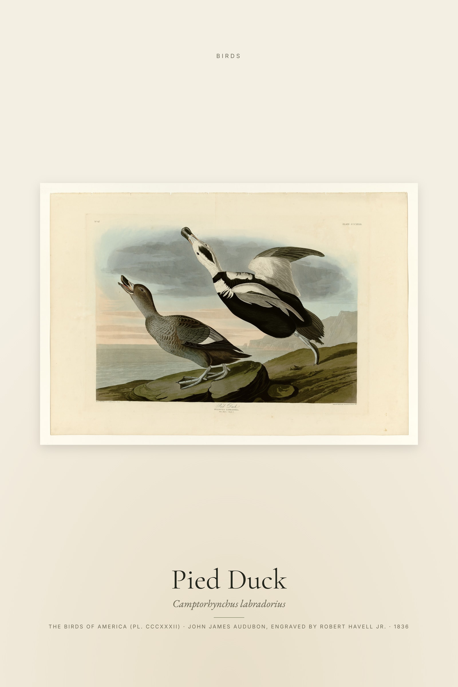 Pied Duck