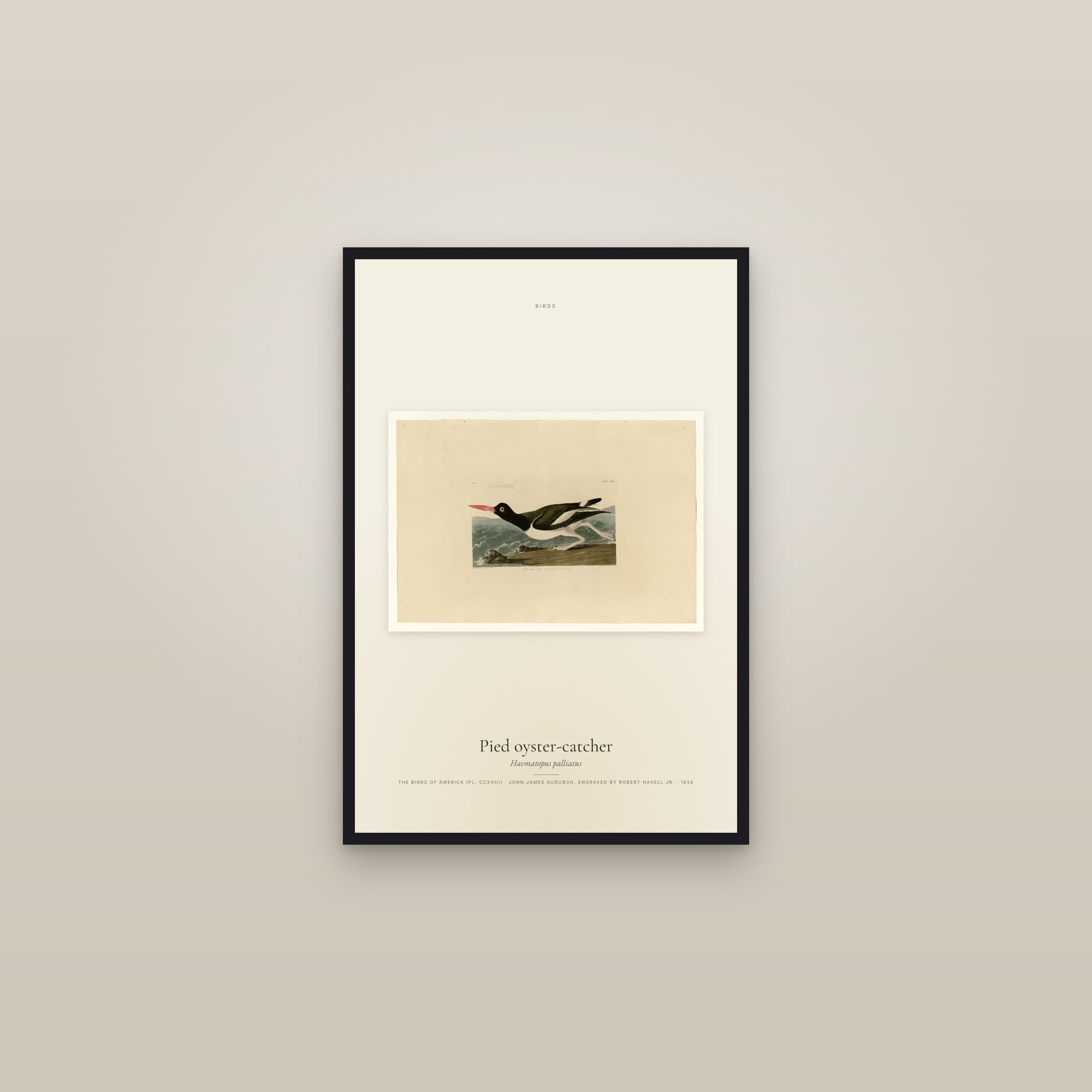 Pied oyster-catcher — framed in a gallery setting