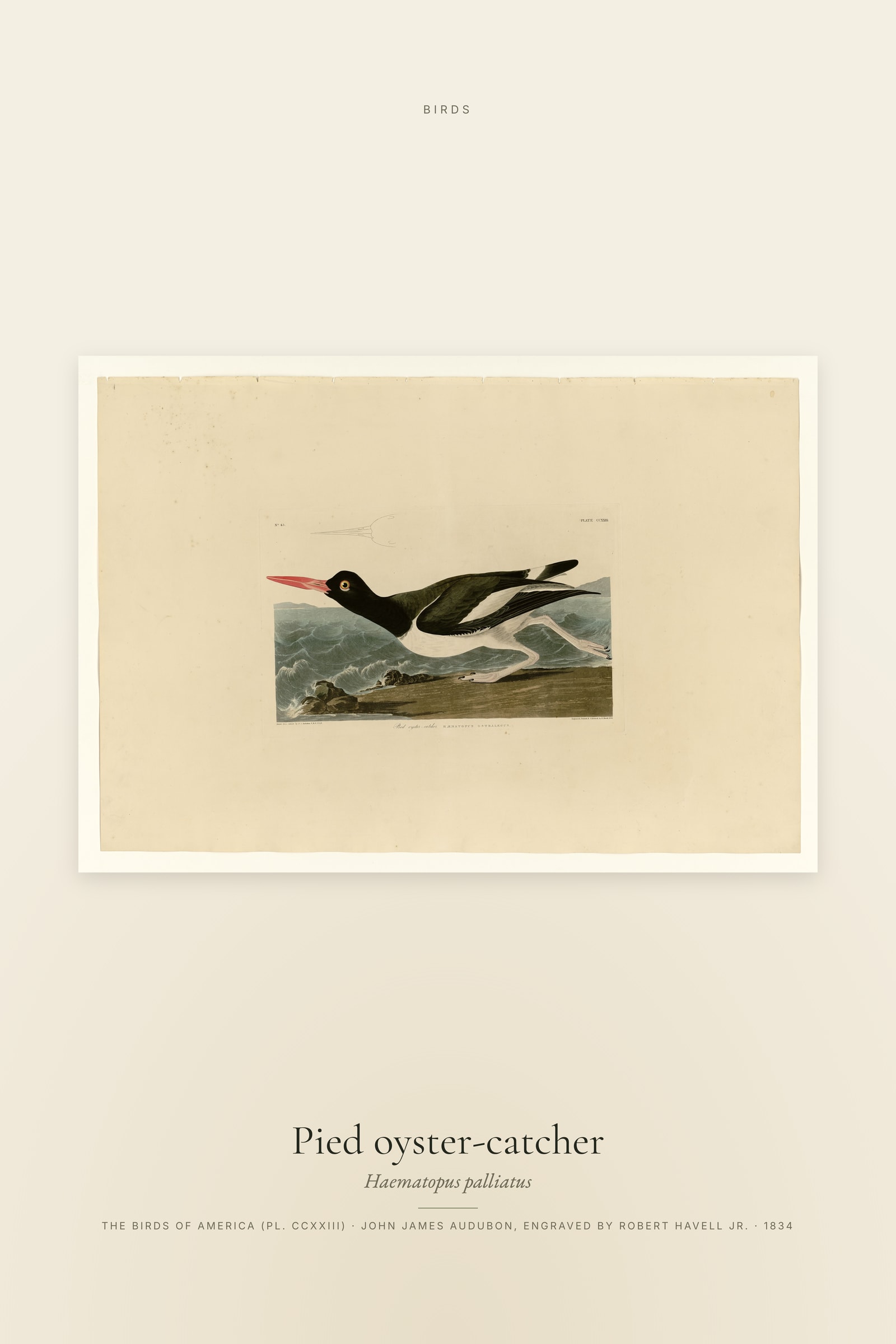 Pied oyster-catcher