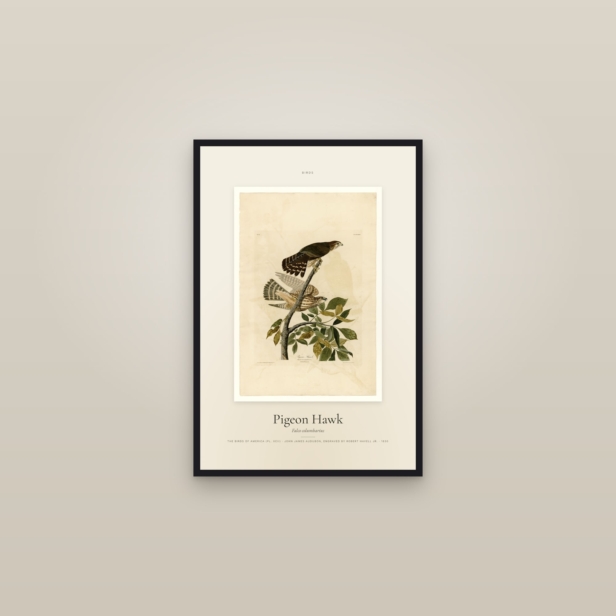 Pigeon Hawk — Specimen — framed in a gallery setting