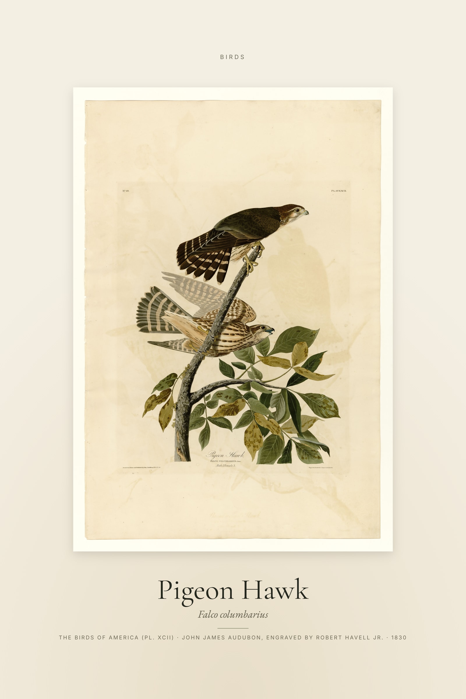 Pigeon Hawk — Specimen