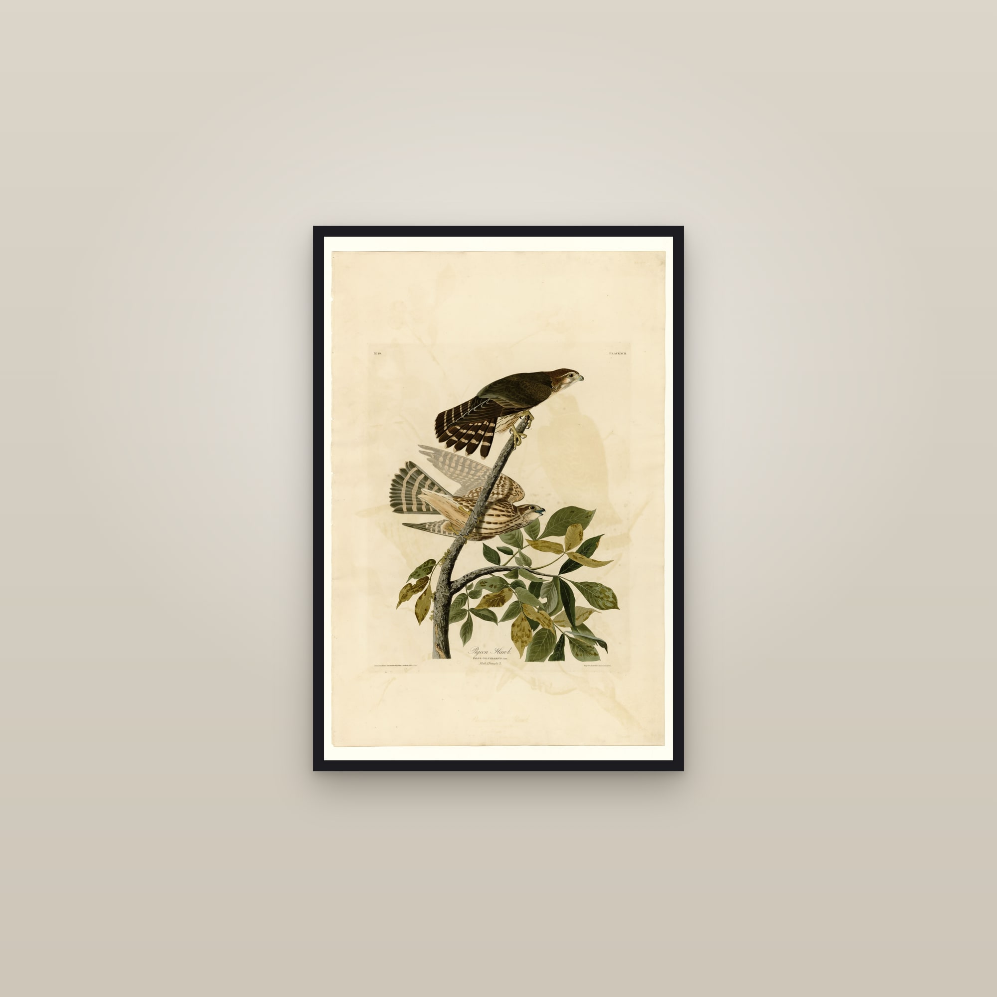 Pigeon Hawk — framed in a gallery setting