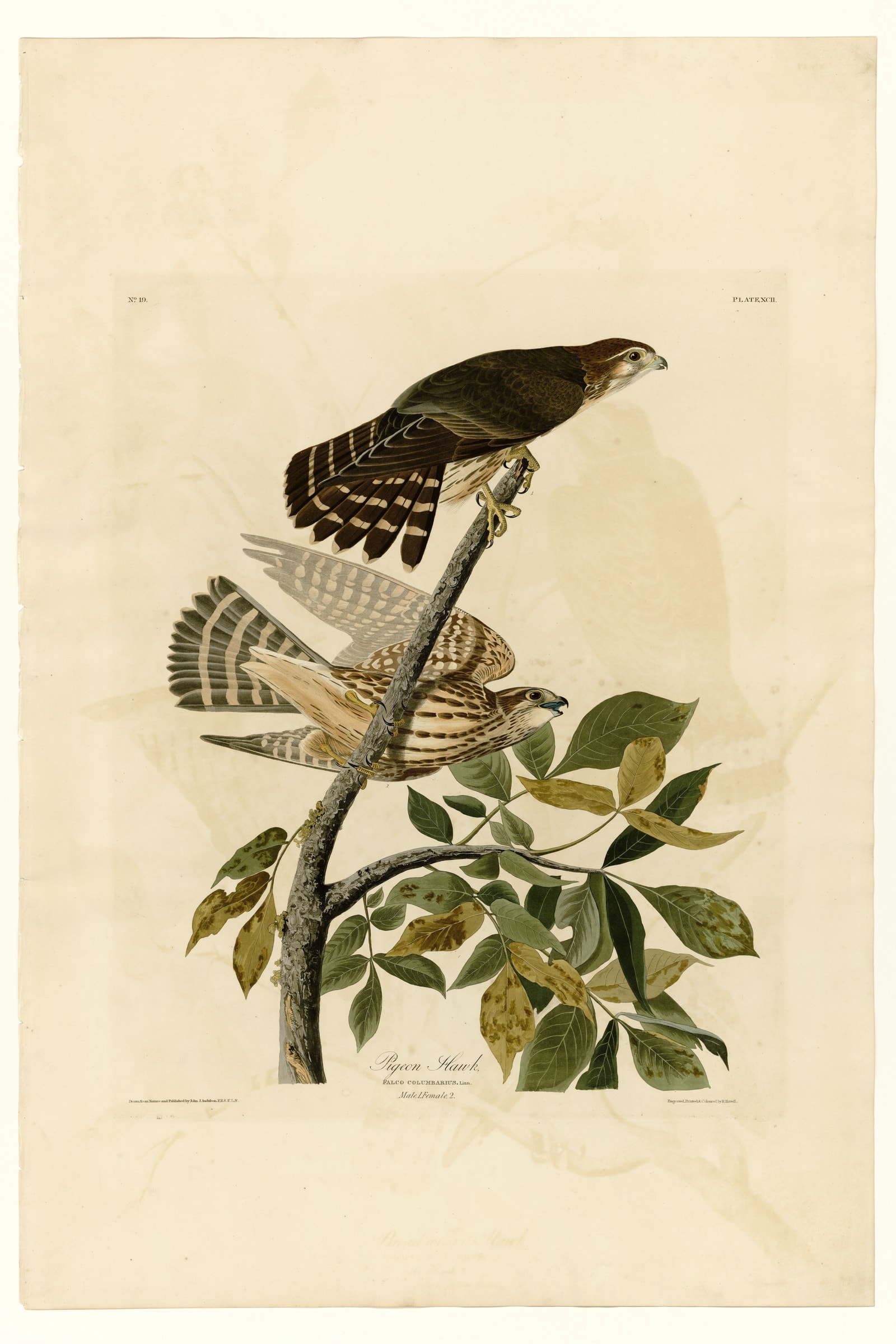 Pigeon Hawk