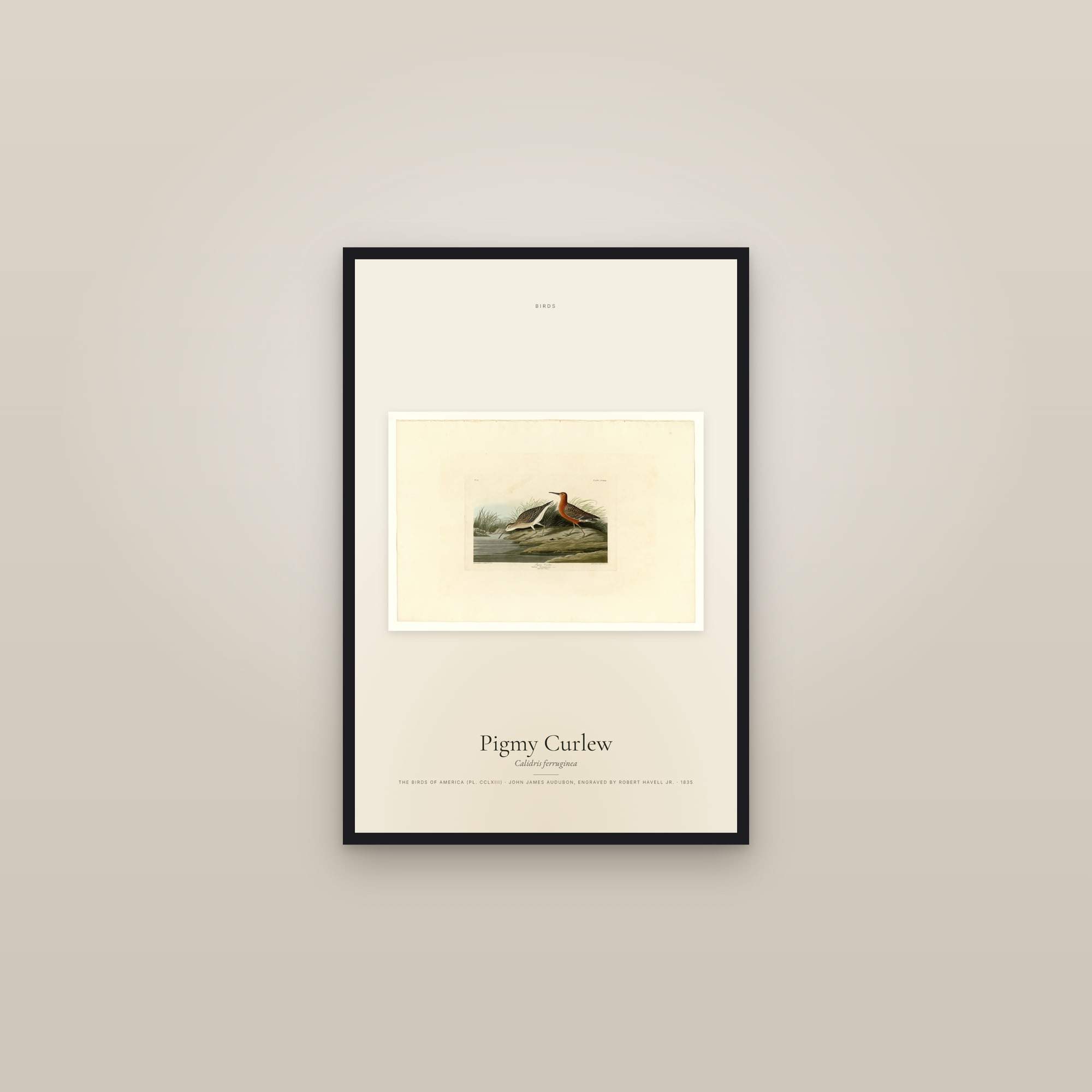 Pigmy Curlew — framed in a gallery setting