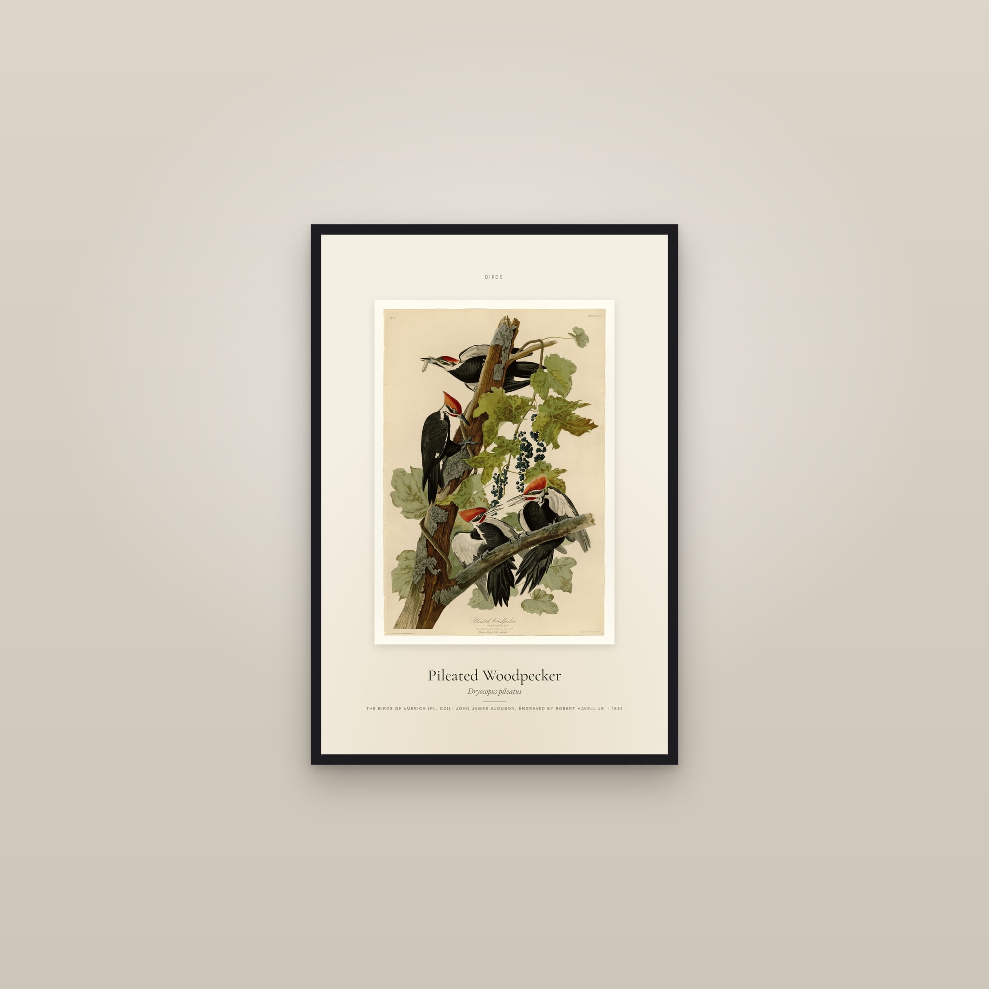 Pileated Woodpecker — Specimen — framed in a gallery setting