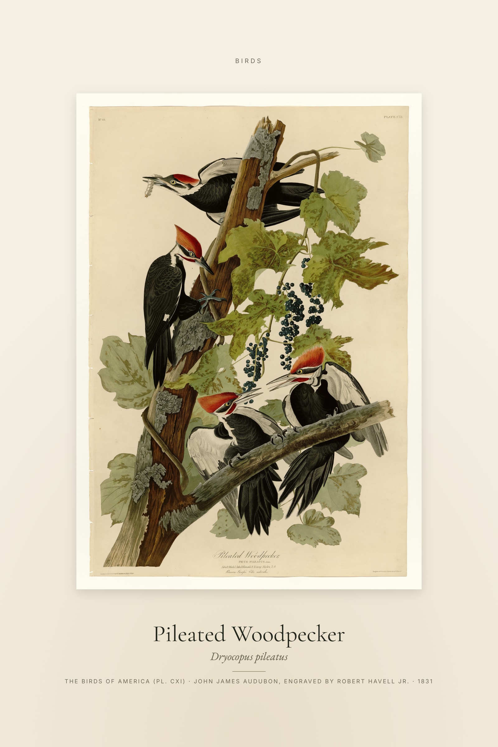 Pileated Woodpecker — Specimen