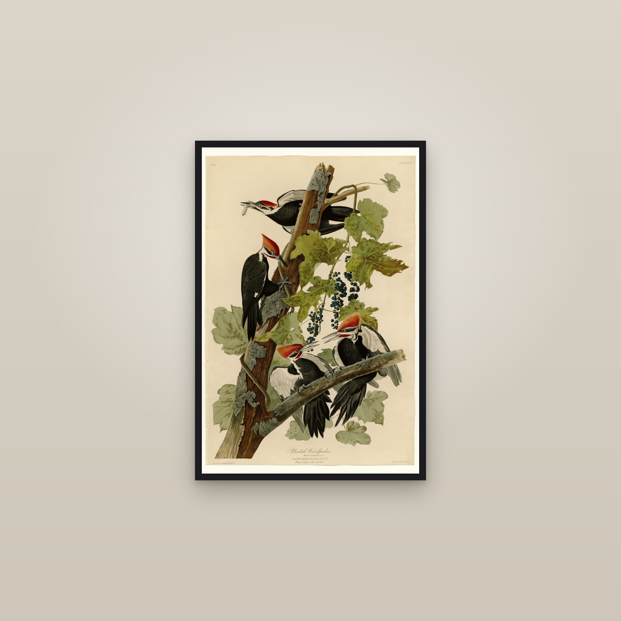 Pileated Woodpecker — framed in a gallery setting