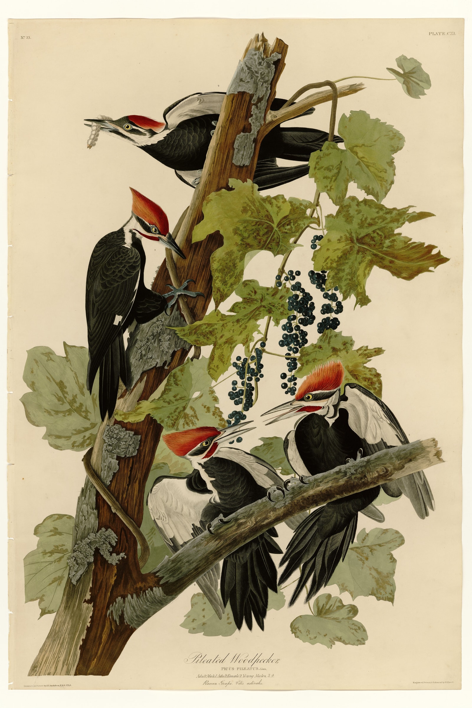 Pileated Woodpecker