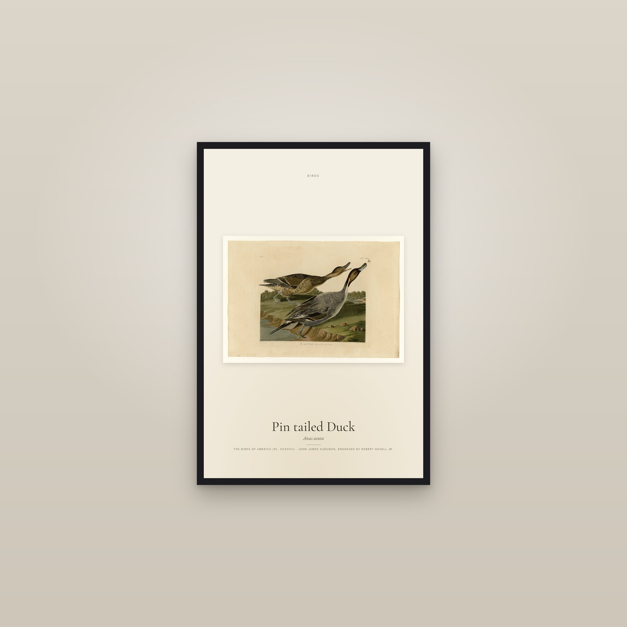 Pin tailed Duck — framed in a gallery setting