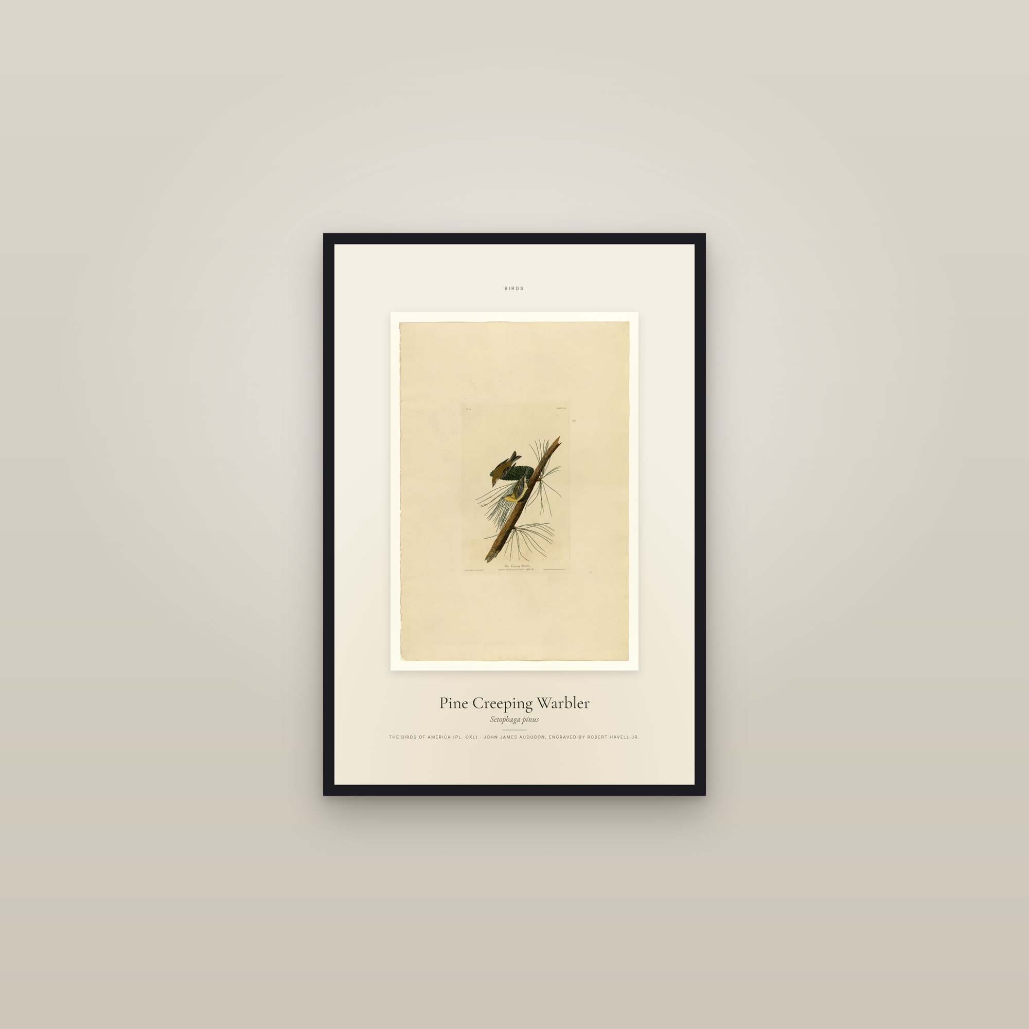 Pine Creeping Warbler — Specimen — framed in a gallery setting