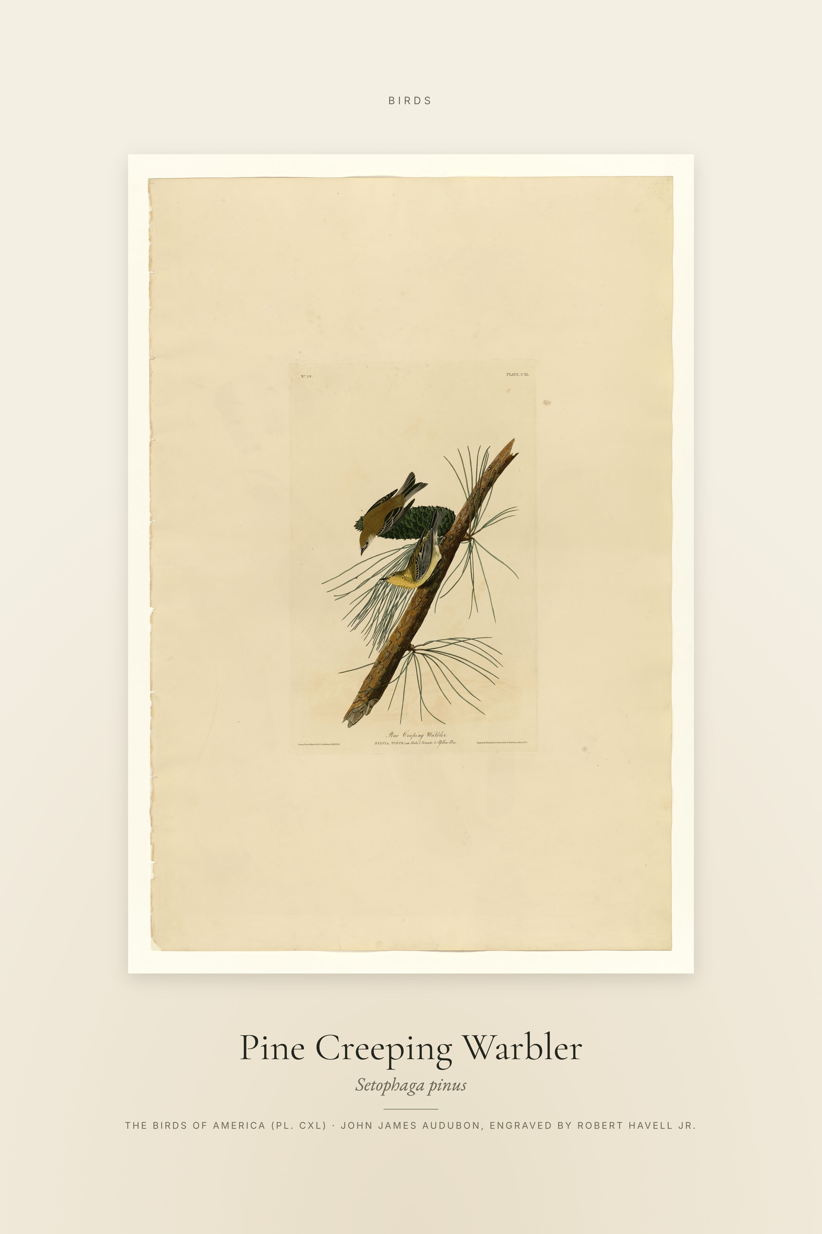 Pine Creeping Warbler — Specimen