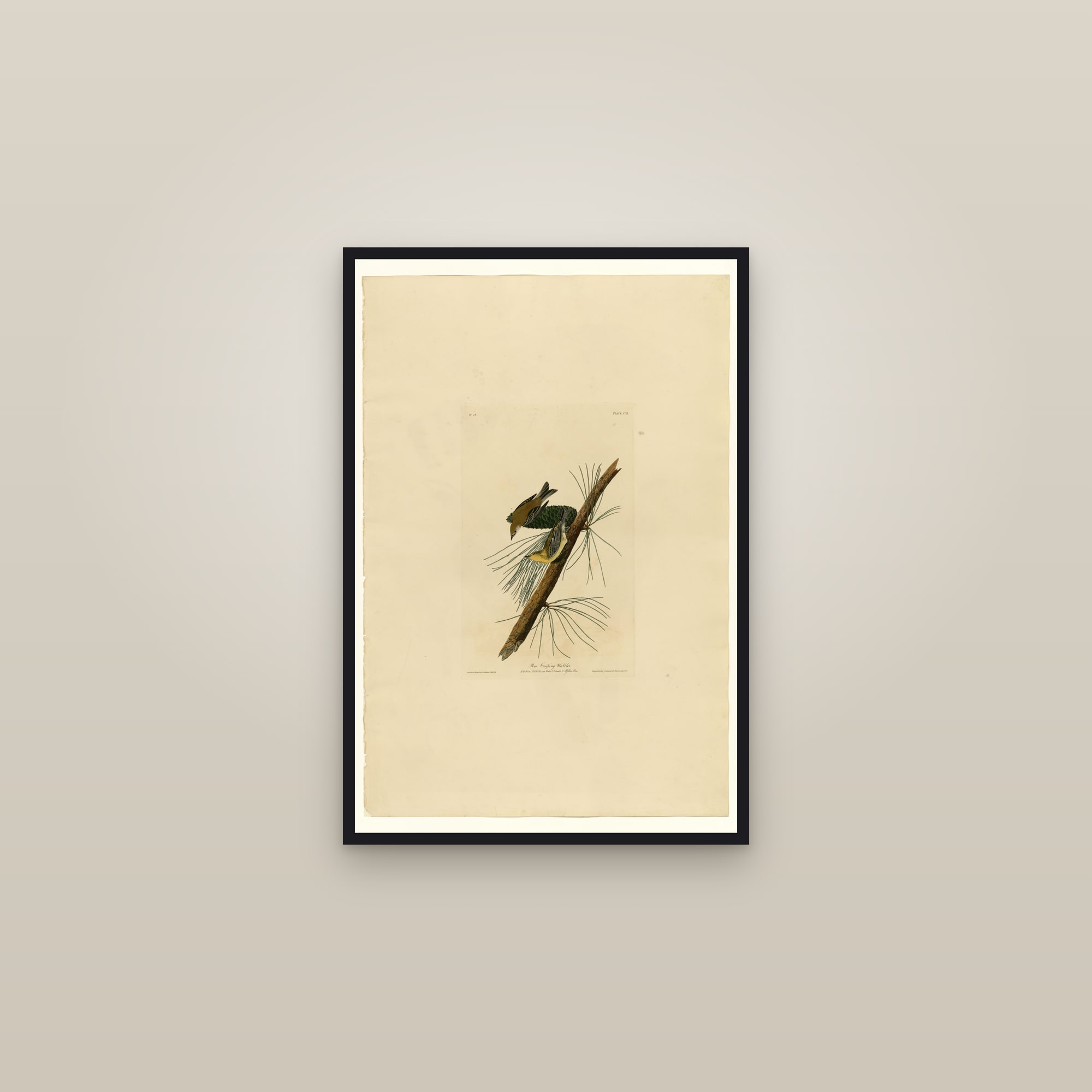 Pine Creeping Warbler — framed in a gallery setting