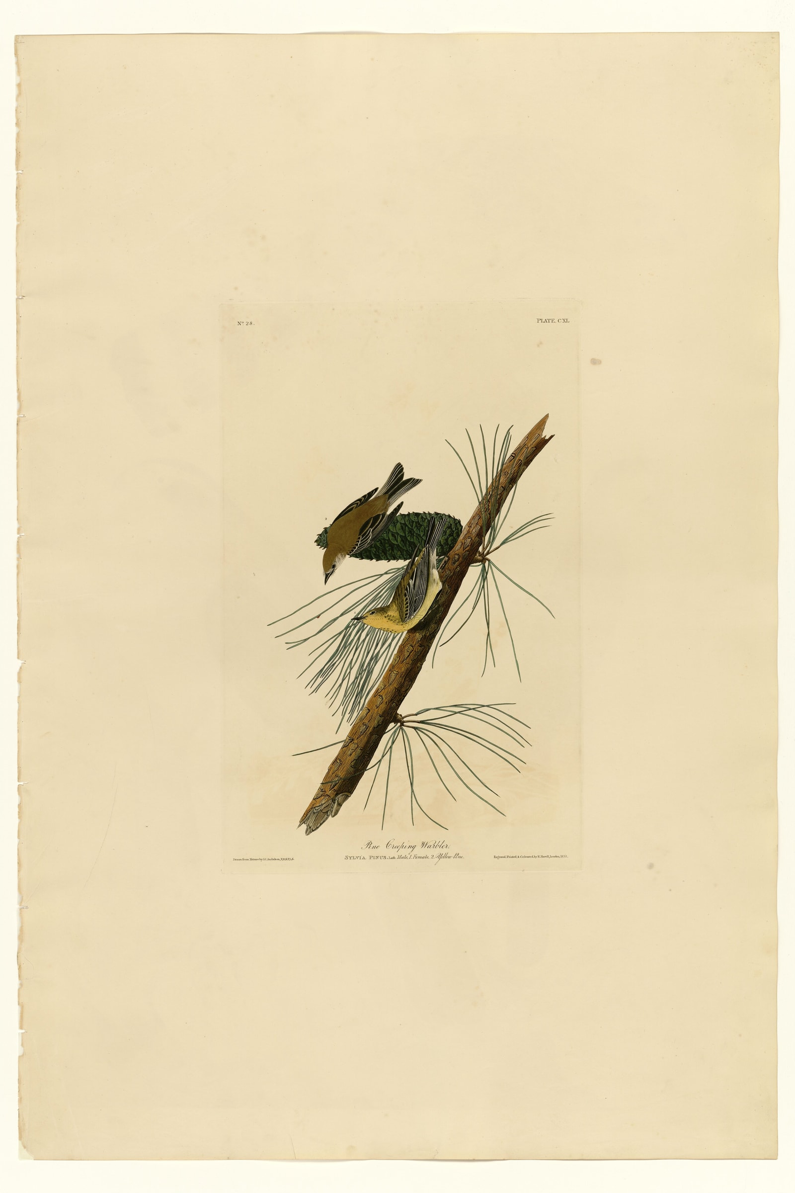 Pine Creeping Warbler