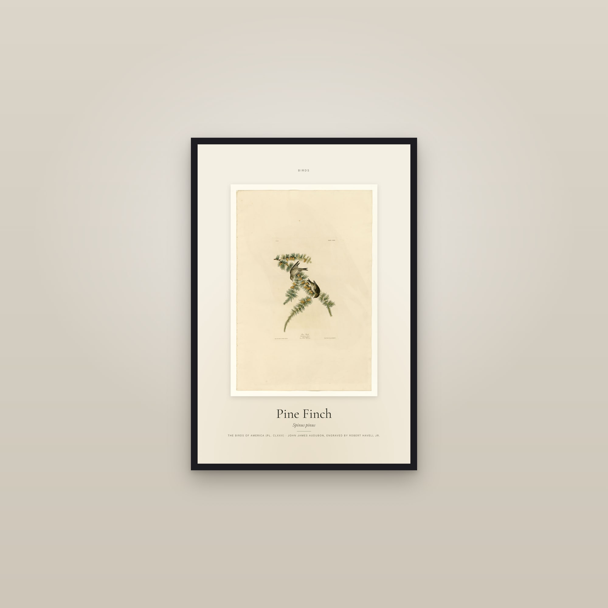 Pine Finch — Specimen — framed in a gallery setting